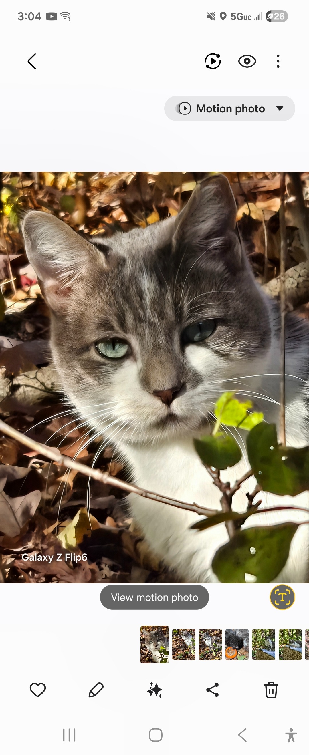 HELP AND CARE FOR THE COMMUNITY CATS AT CHELSEA RIDGE APTS campaign photo, 6 of 7