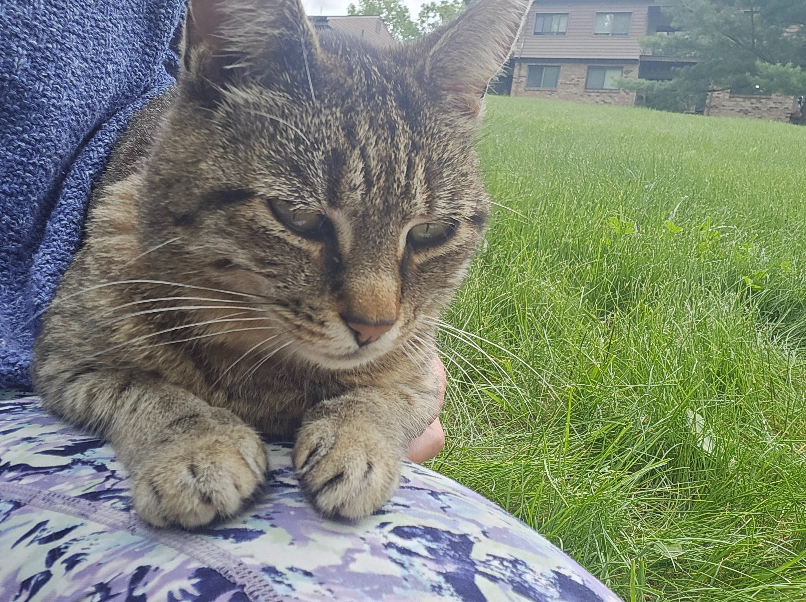 HELP AND CARE FOR THE COMMUNITY CATS AT CHELSEA RIDGE APTS campaign photo, 2 of 7