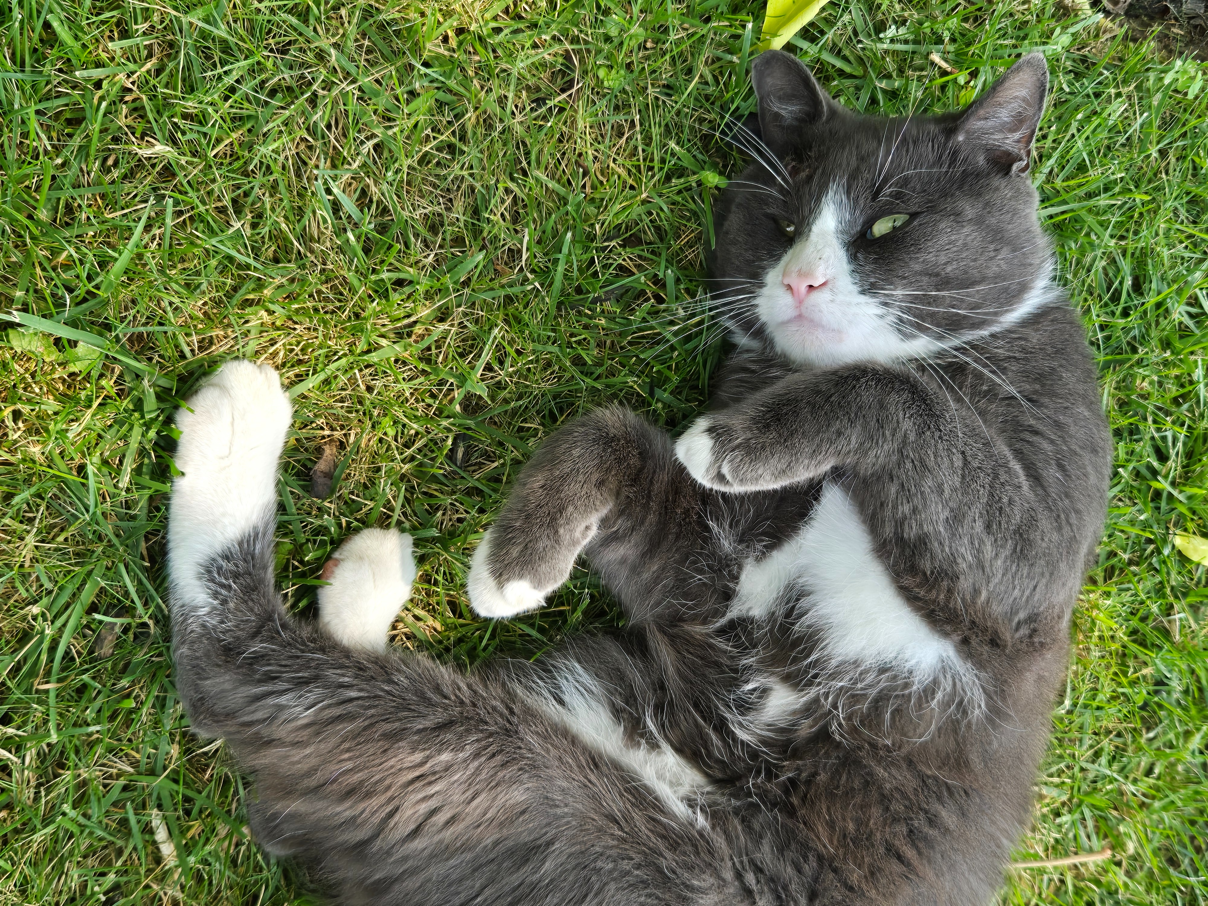 HELP AND CARE FOR THE COMMUNITY CATS AT CHELSEA RIDGE APTS campaign photo, 4 of 7