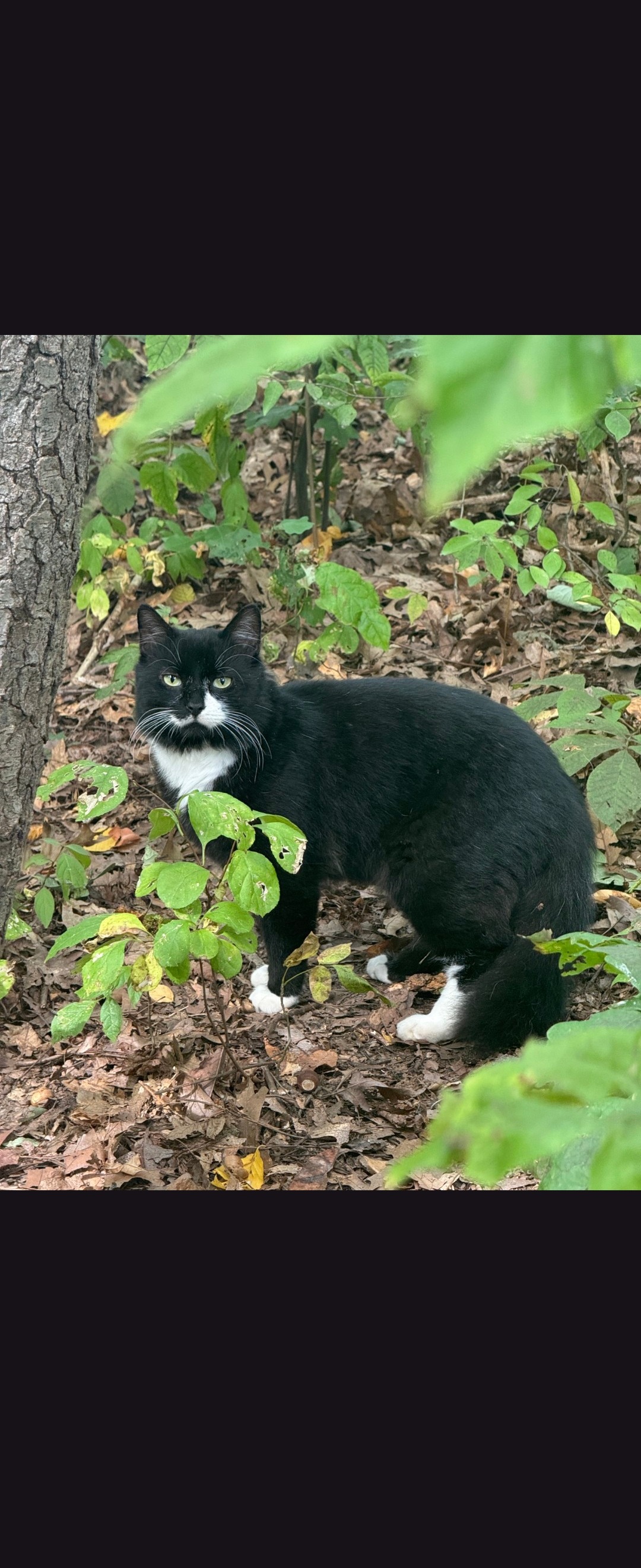 HELP AND CARE FOR THE COMMUNITY CATS AT CHELSEA RIDGE APTS campaign photo, 5 of 7