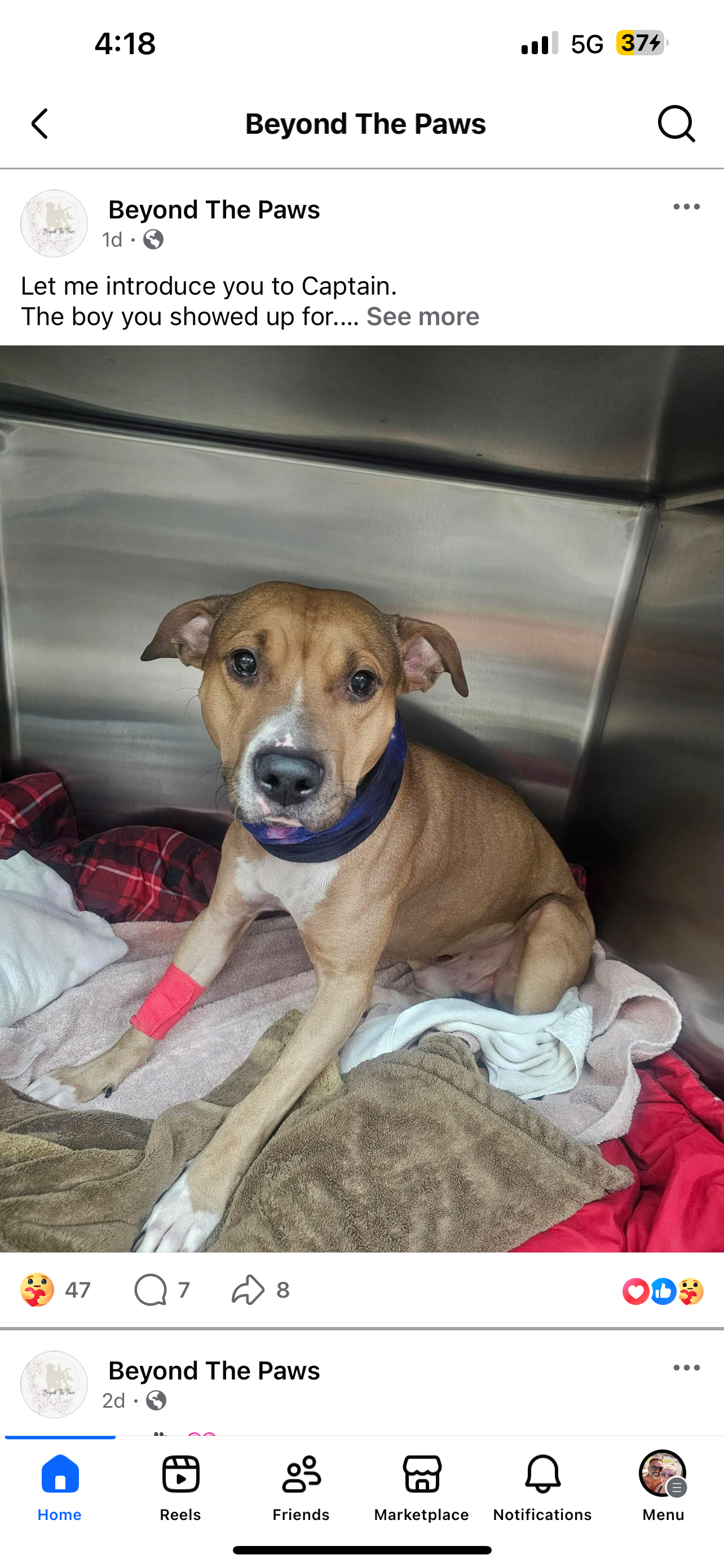 Support The Captain’s Recovery at Beyond the Paws campaign photo, 2 of 4