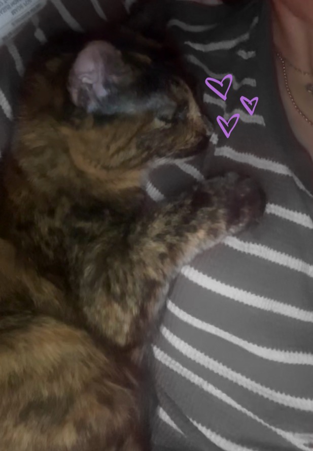 need help with vet expenses!! campaign photo, 6 of 7