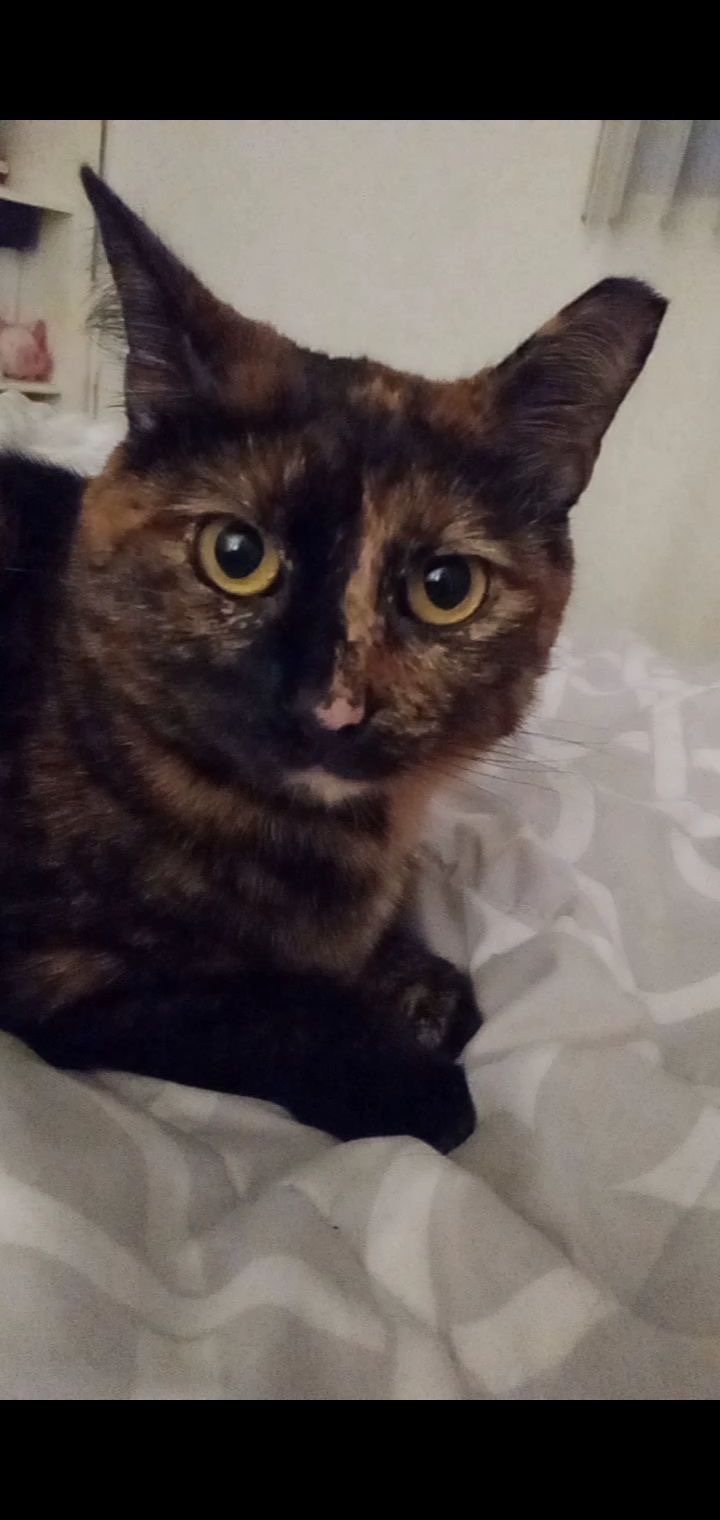 need help with vet expenses!! campaign photo, 4 of 7