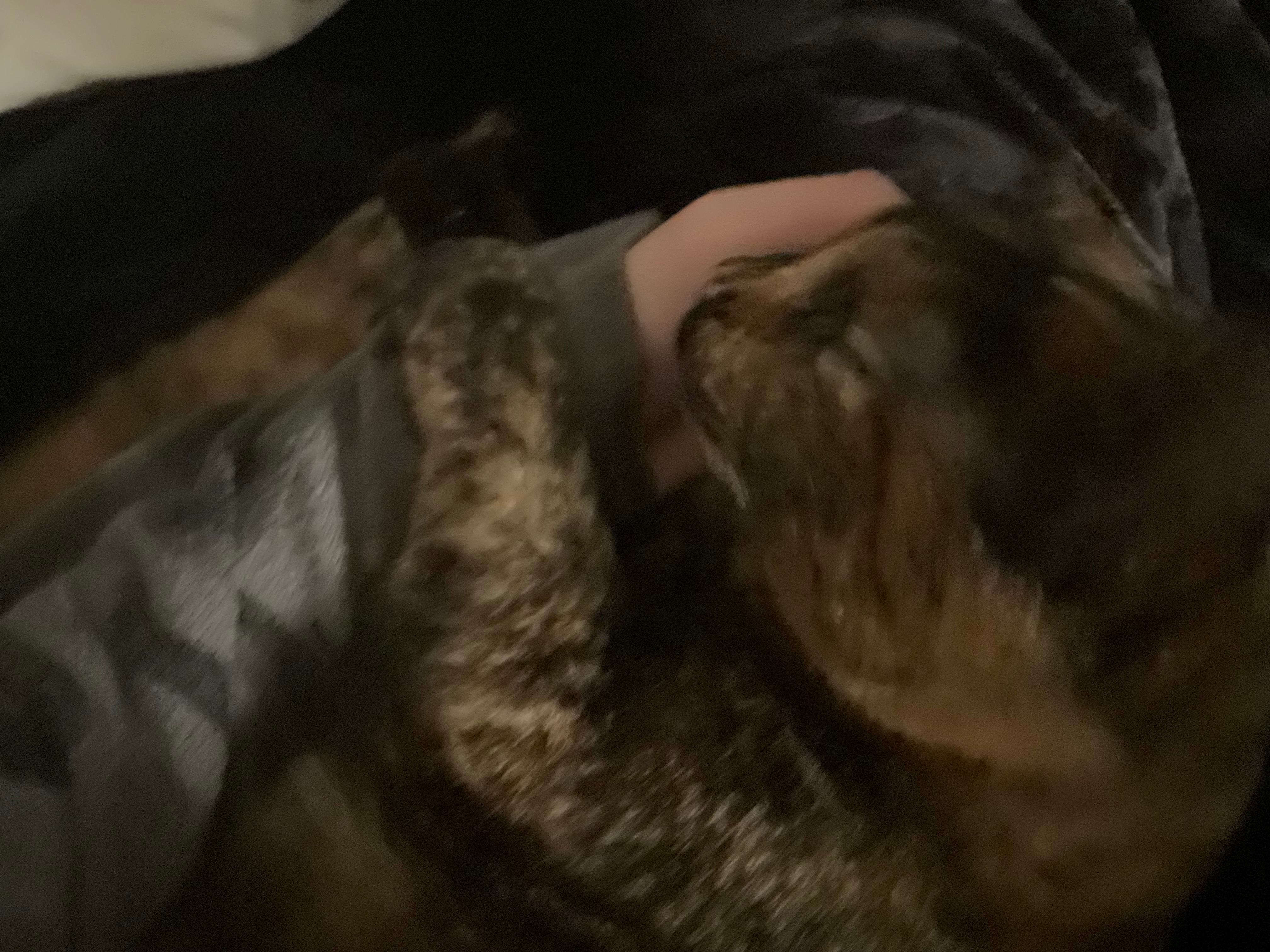 need help with vet expenses!! campaign photo, 5 of 7