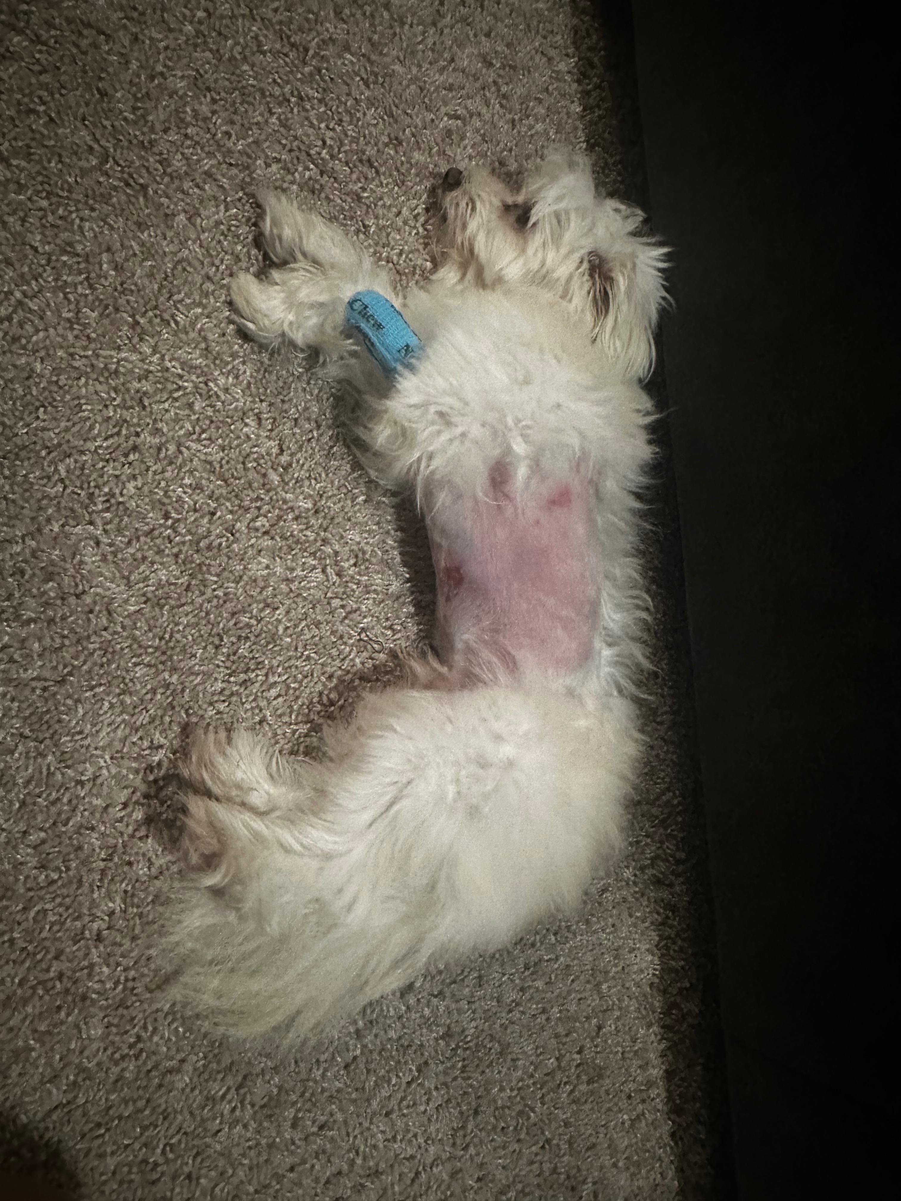 Help Loki Recover After Dog Attack campaign photo, 7 of 8