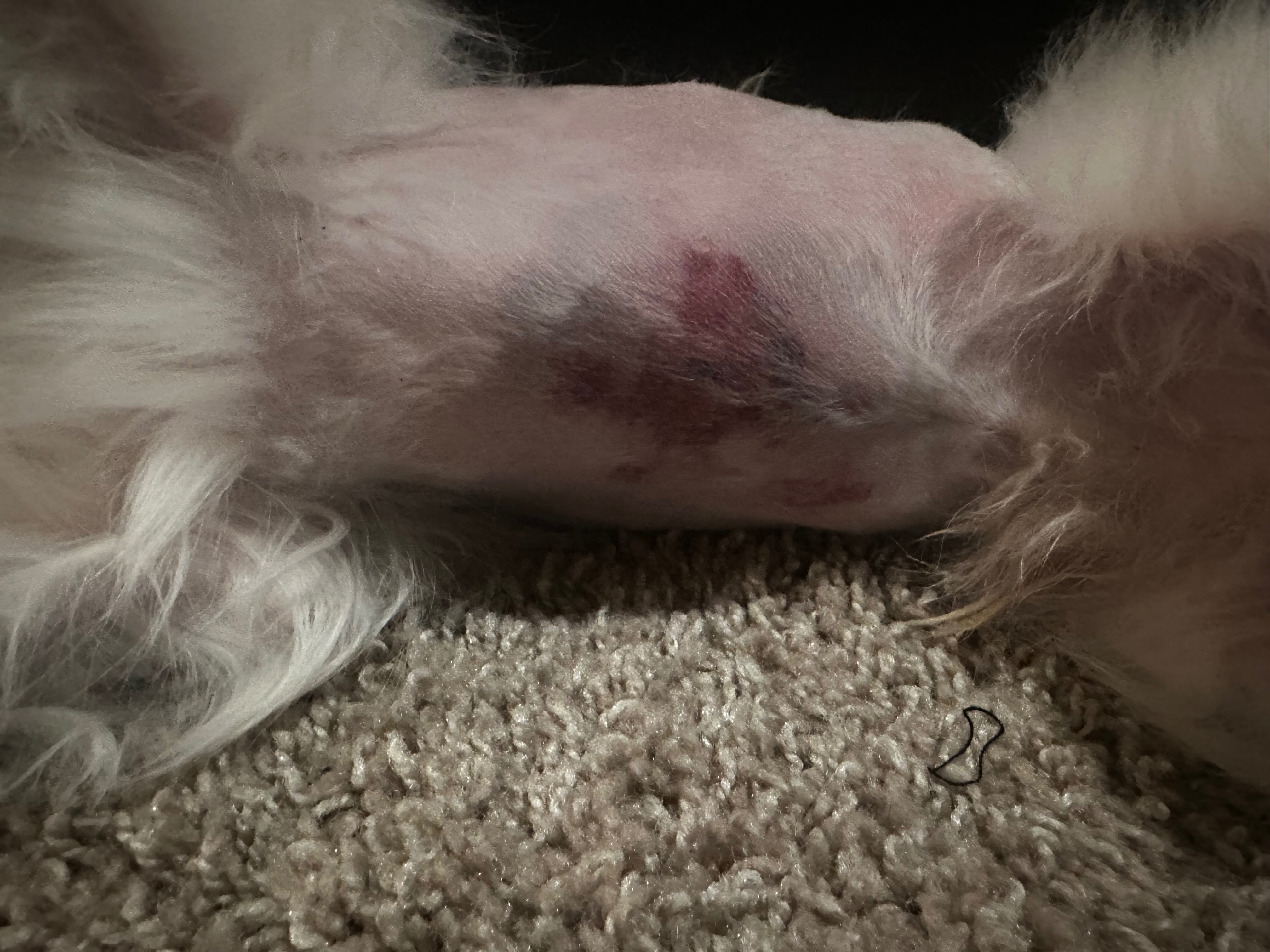 Help Loki Recover After Dog Attack campaign photo, 2 of 8