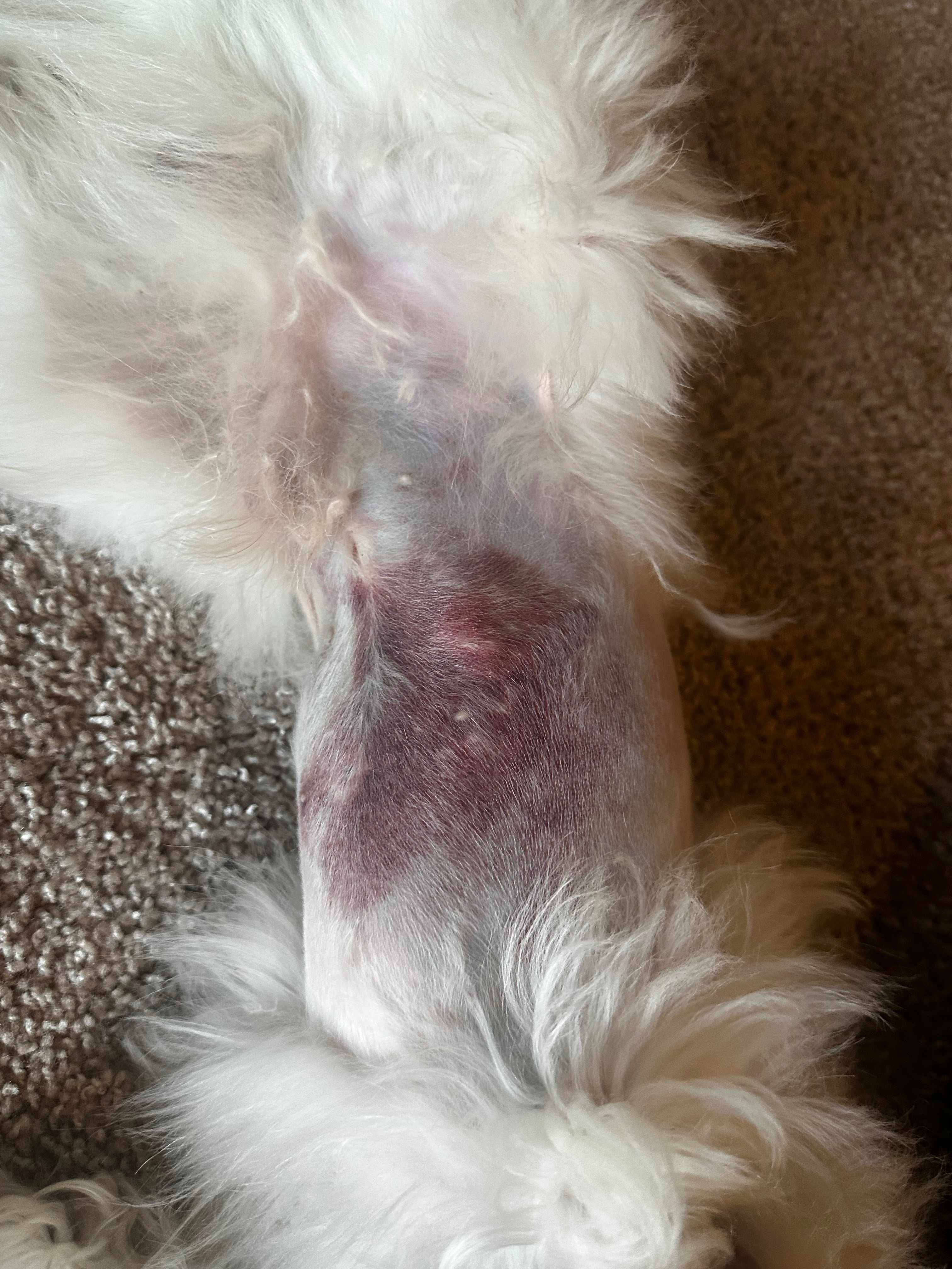 Help Loki Recover After Dog Attack campaign photo, 4 of 8