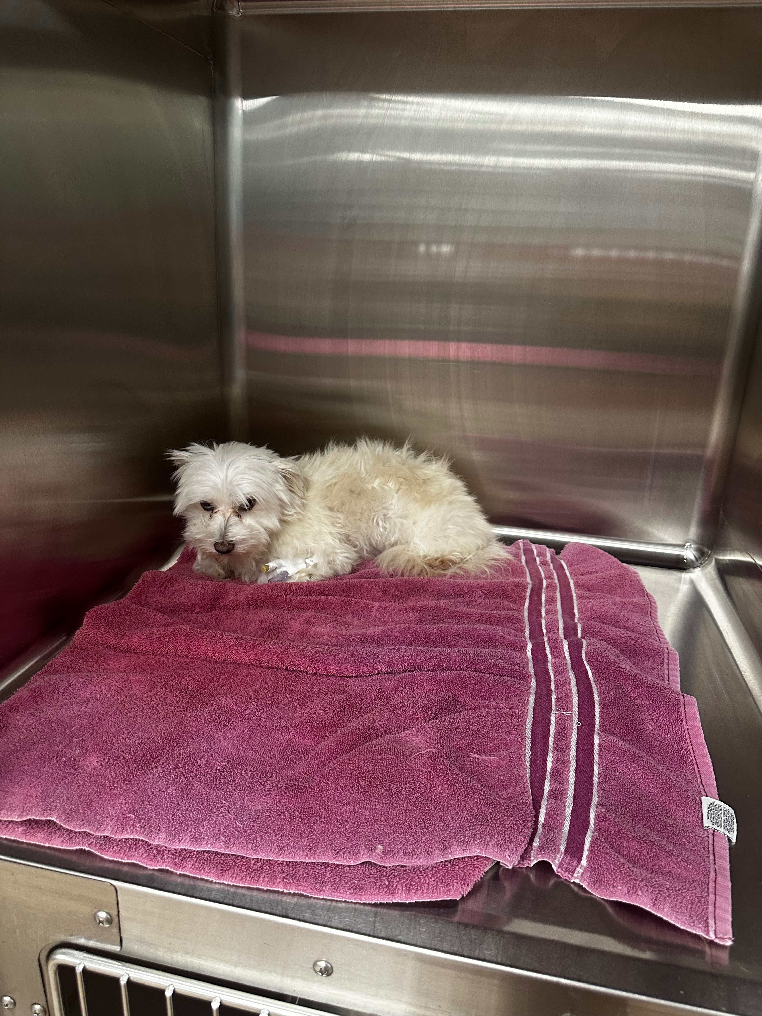 Help Loki Recover After Dog Attack campaign photo, 5 of 8