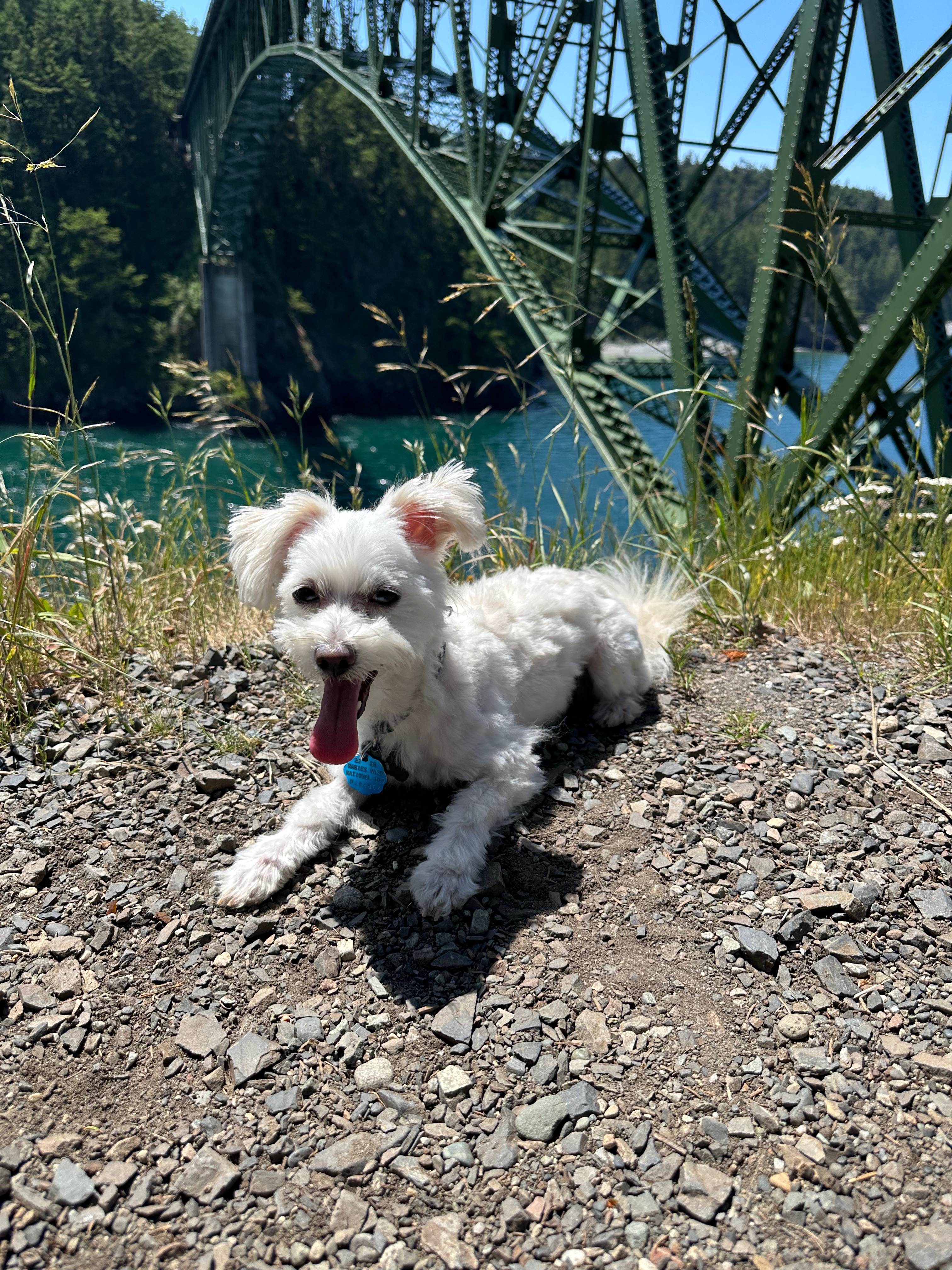 Help Loki Recover After Dog Attack campaign photo, 6 of 8