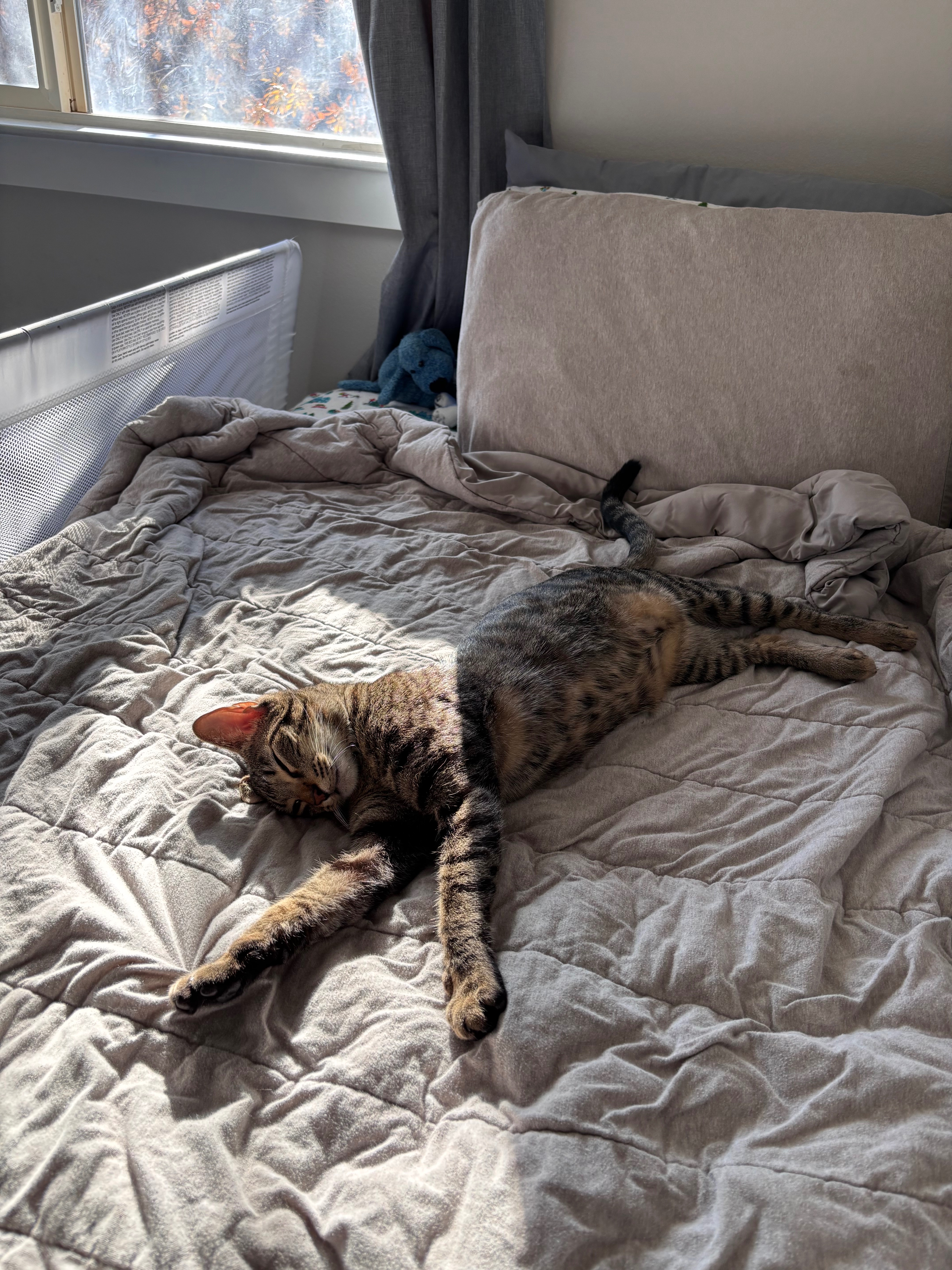 Help Ziggy Get the Urgent Dental Surgery He Needs campaign photo, 4 of 7