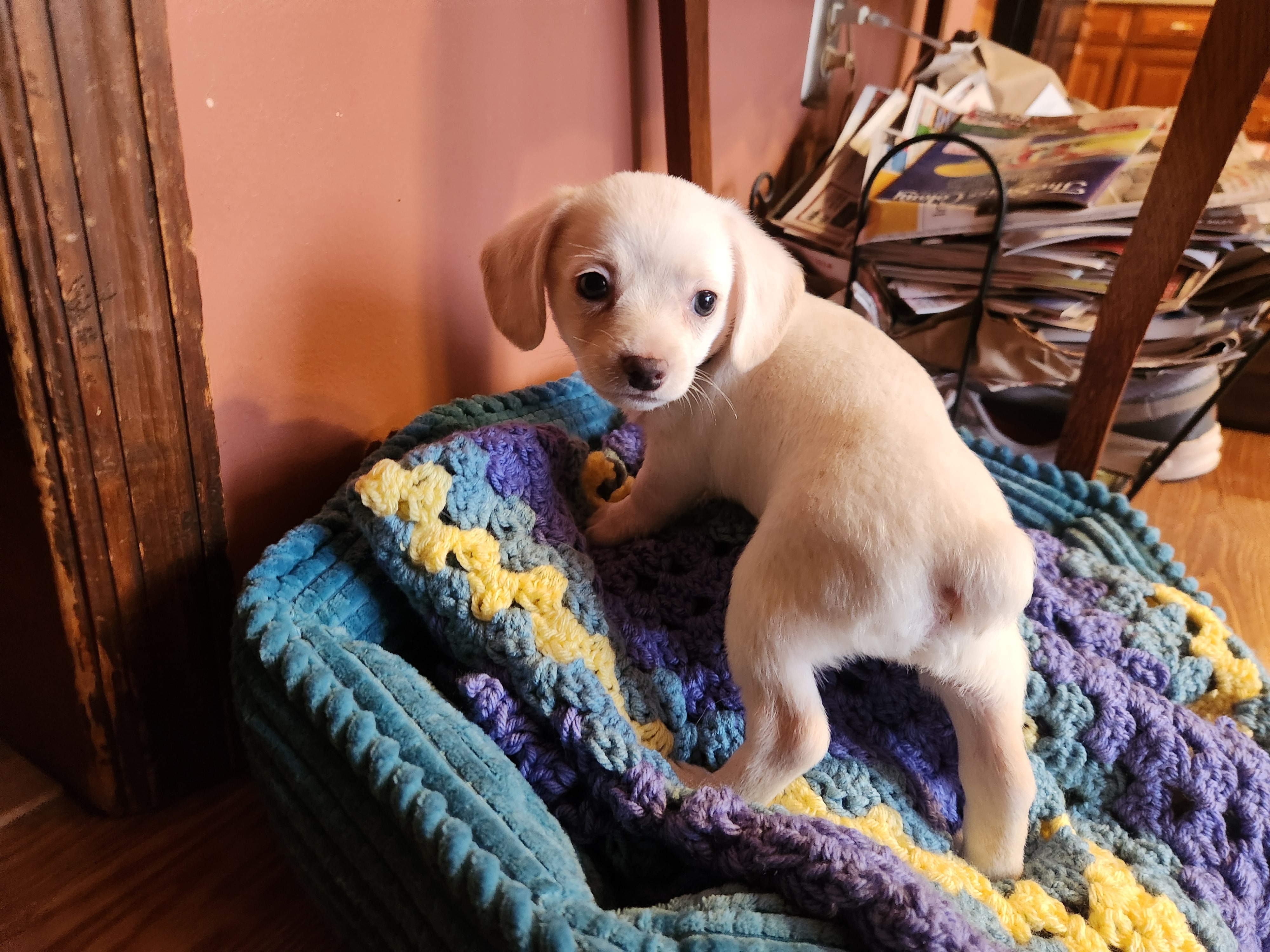 Help Save Obi: Our Christmas Miracle Puppy campaign photo, 7 of 8