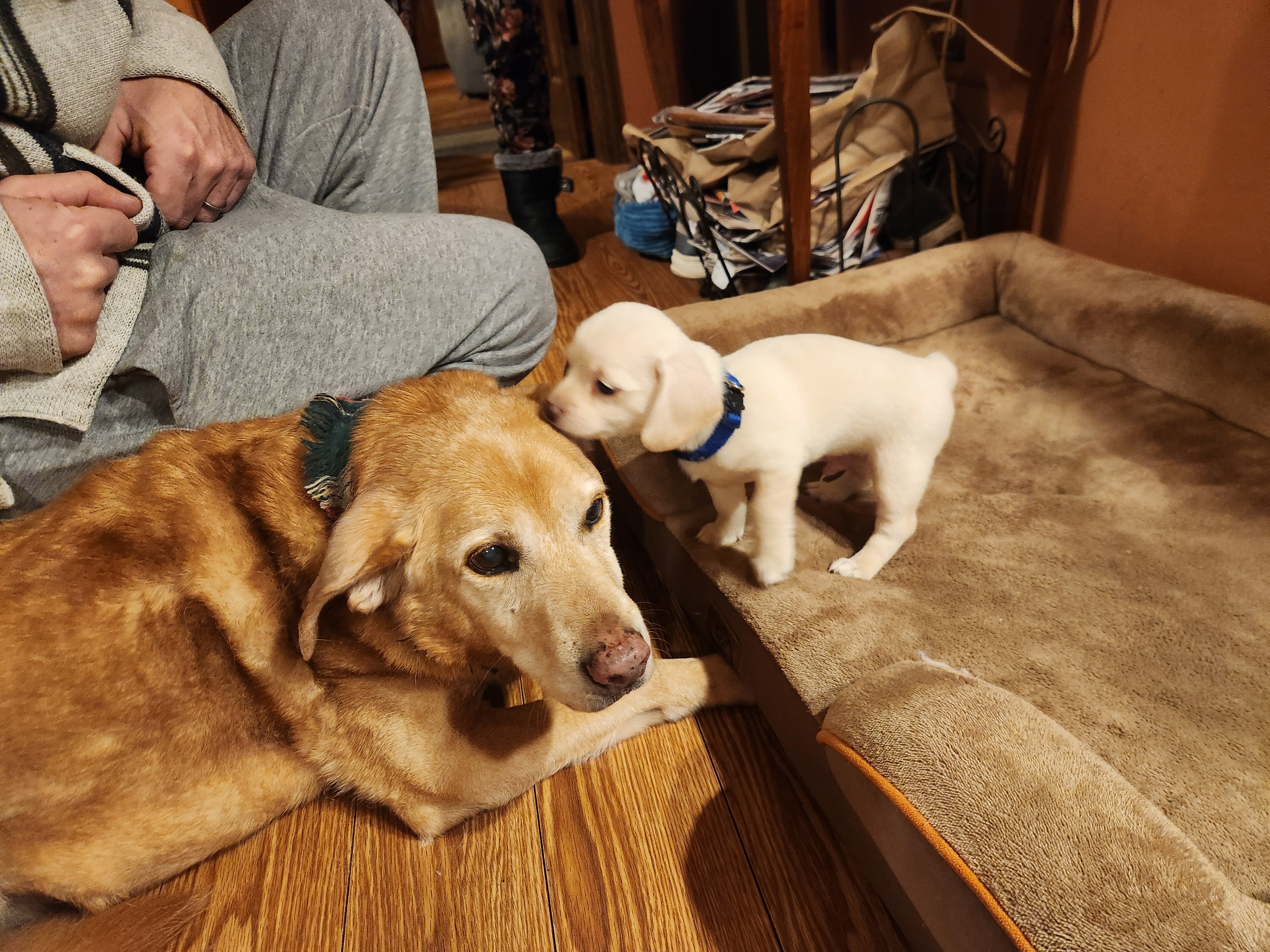 Help Save Obi: Our Christmas Miracle Puppy campaign photo, 2 of 8
