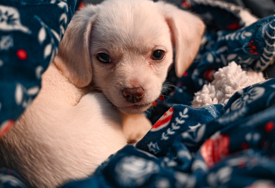 Help Save Obi: Our Christmas Miracle Puppy campaign photo, 4 of 8