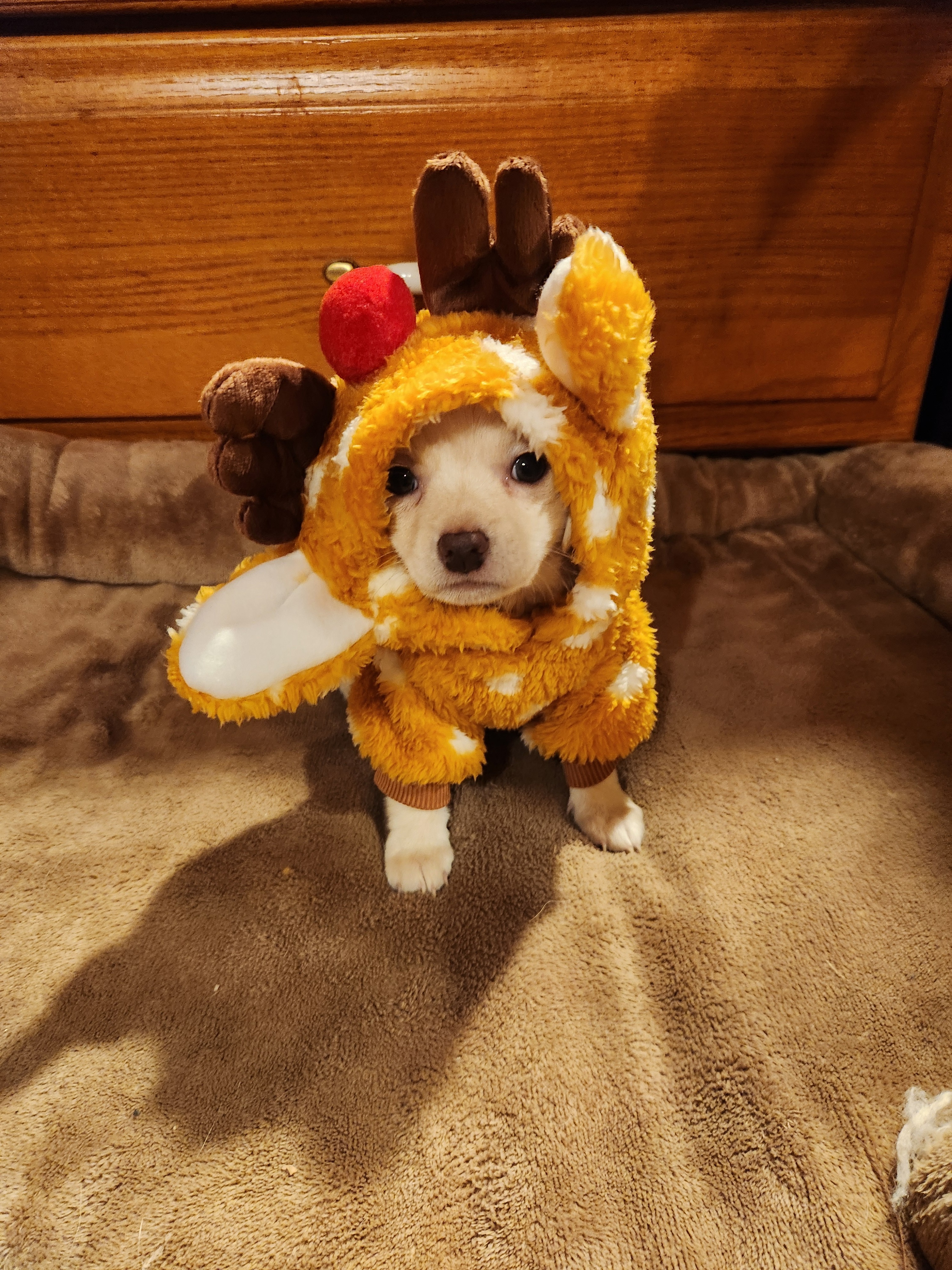 Help Save Obi: Our Christmas Miracle Puppy campaign photo, 5 of 8