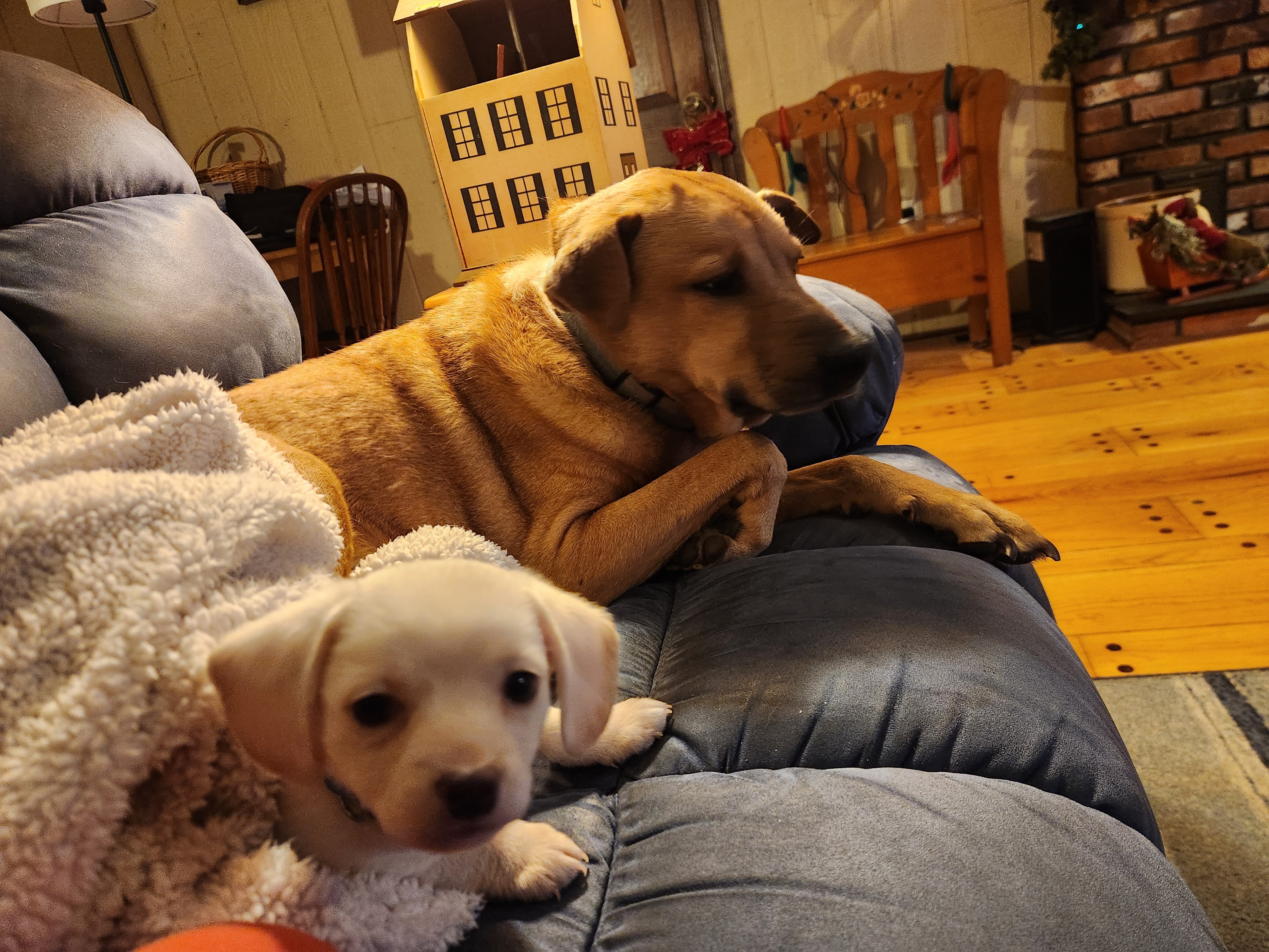 Help Save Obi: Our Christmas Miracle Puppy campaign photo, 6 of 8