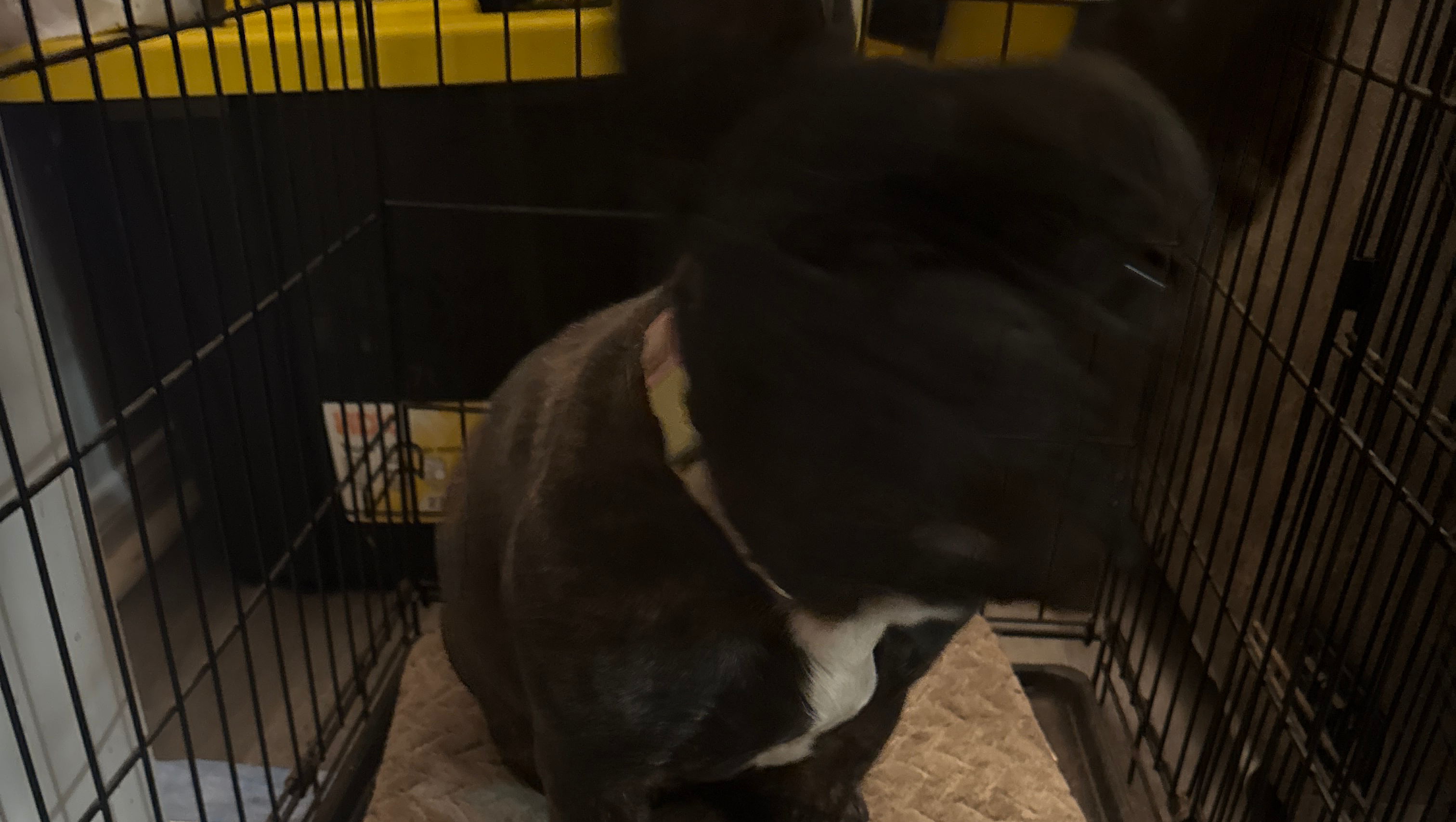 Las donaciones para ayudar está dog photo