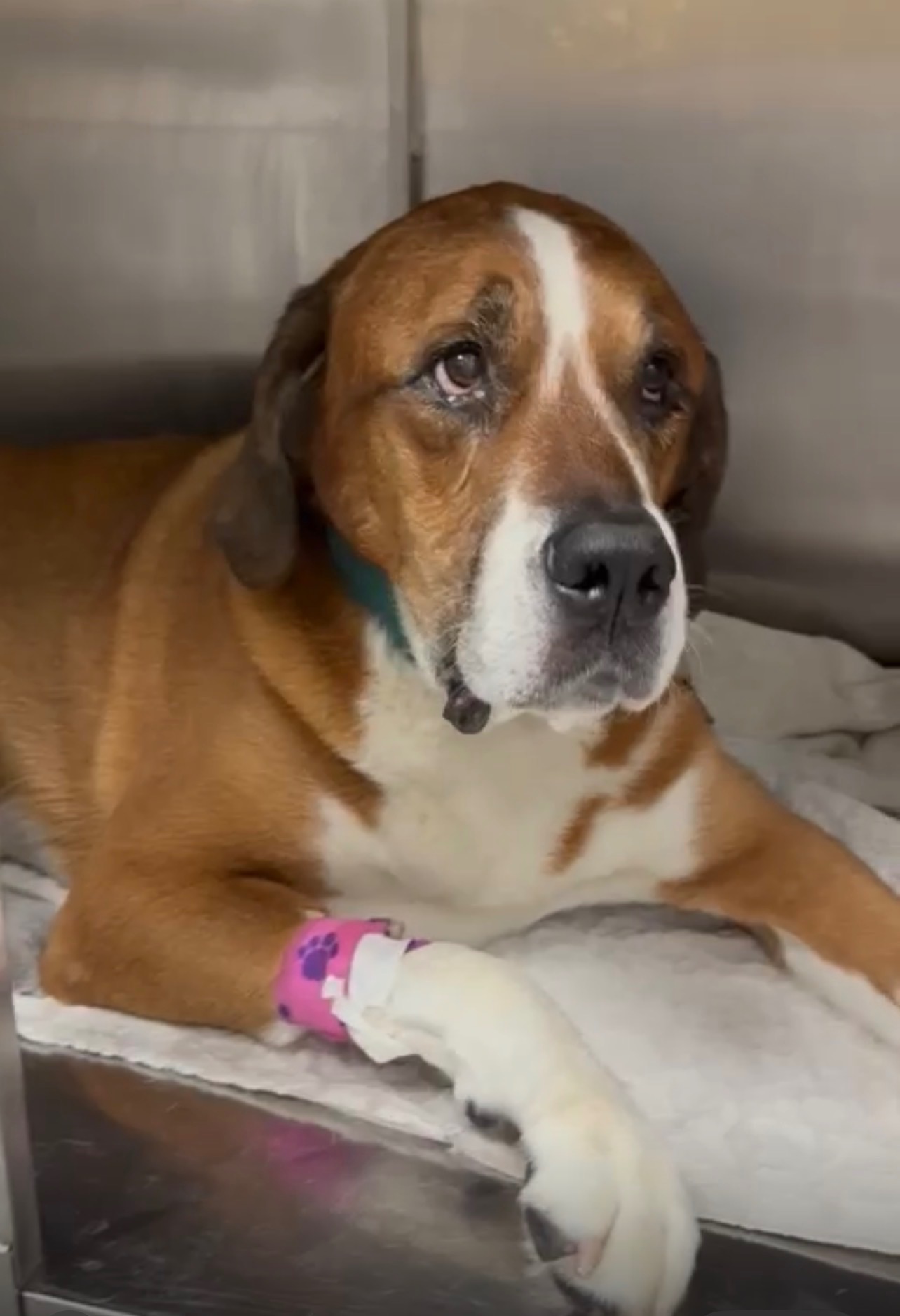 Dozer’s Surgery Was No Longer Optional campaign photo, 5 of 6