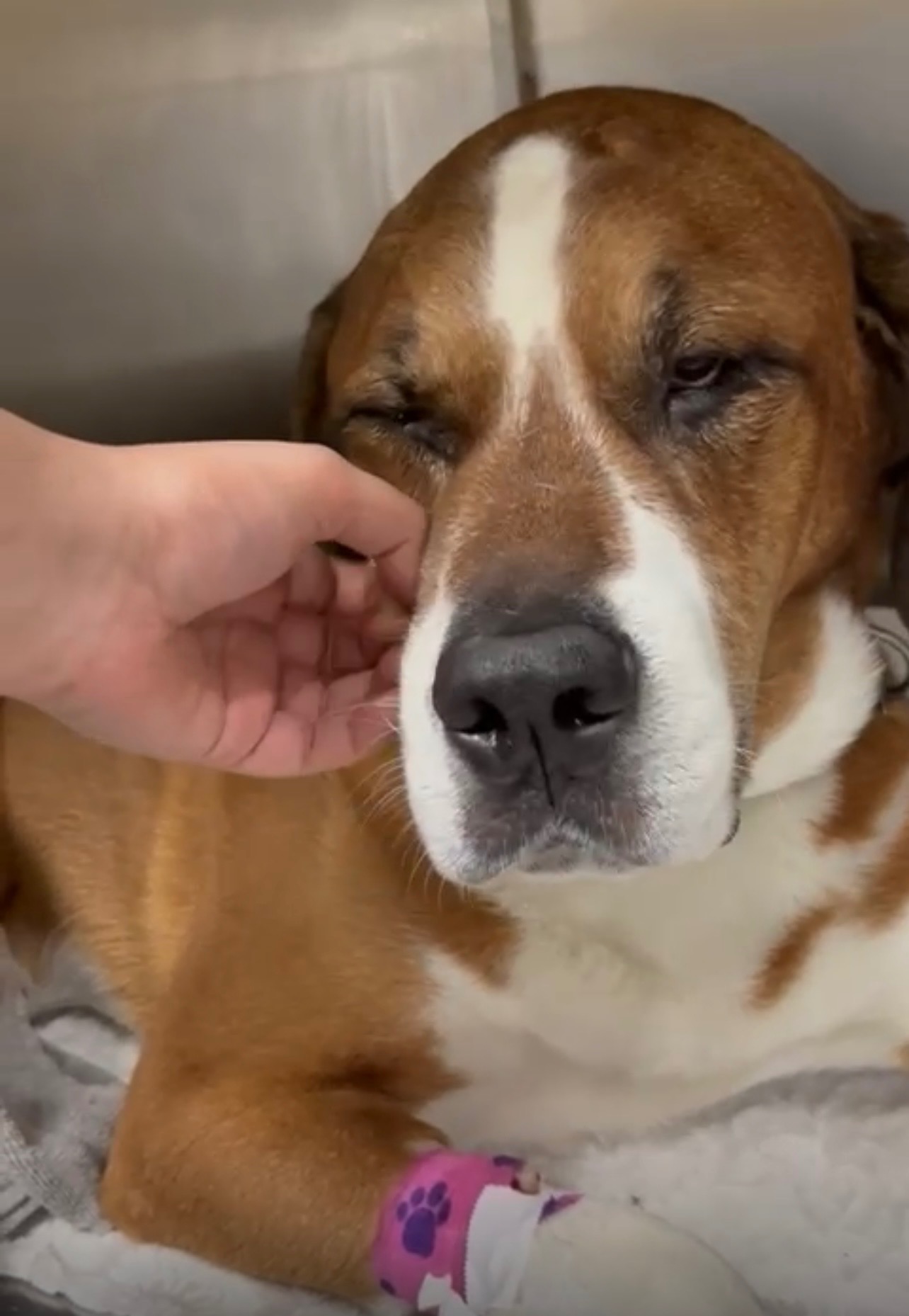 Dozer’s Surgery Was No Longer Optional campaign photo, 2 of 6