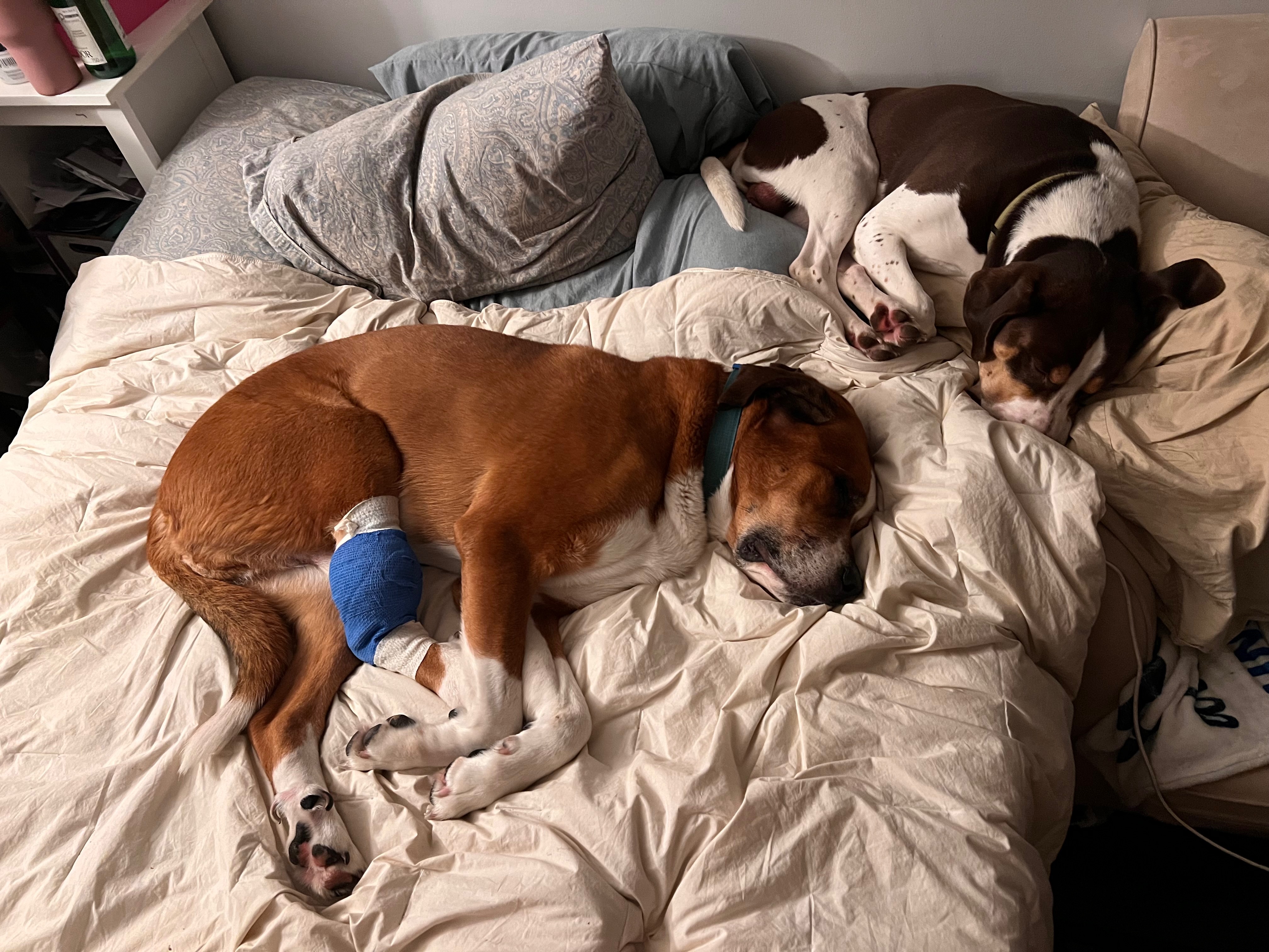 Dozer’s Surgery Was No Longer Optional campaign photo, 4 of 6