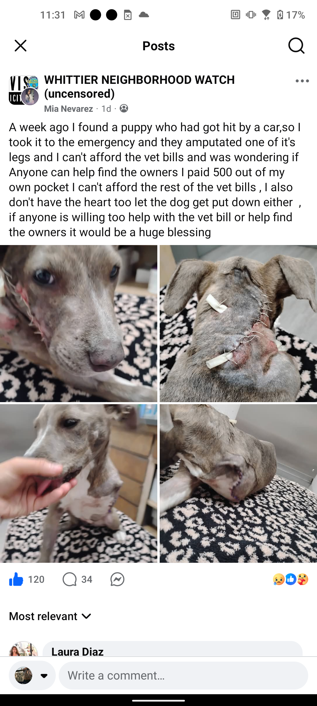 Care for Dog Hit by Car: Vet Bills Needed campaign photo, 2 of 4