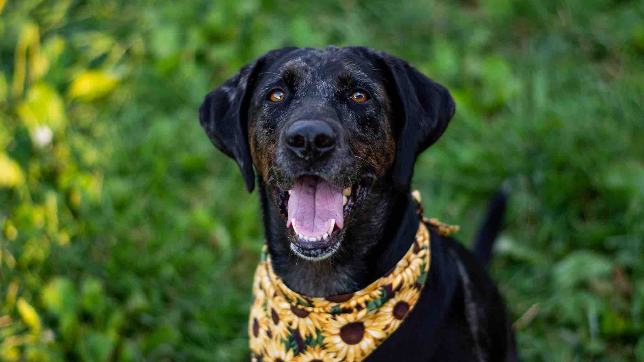 Support Dot's Fight Against Oral Melanoma