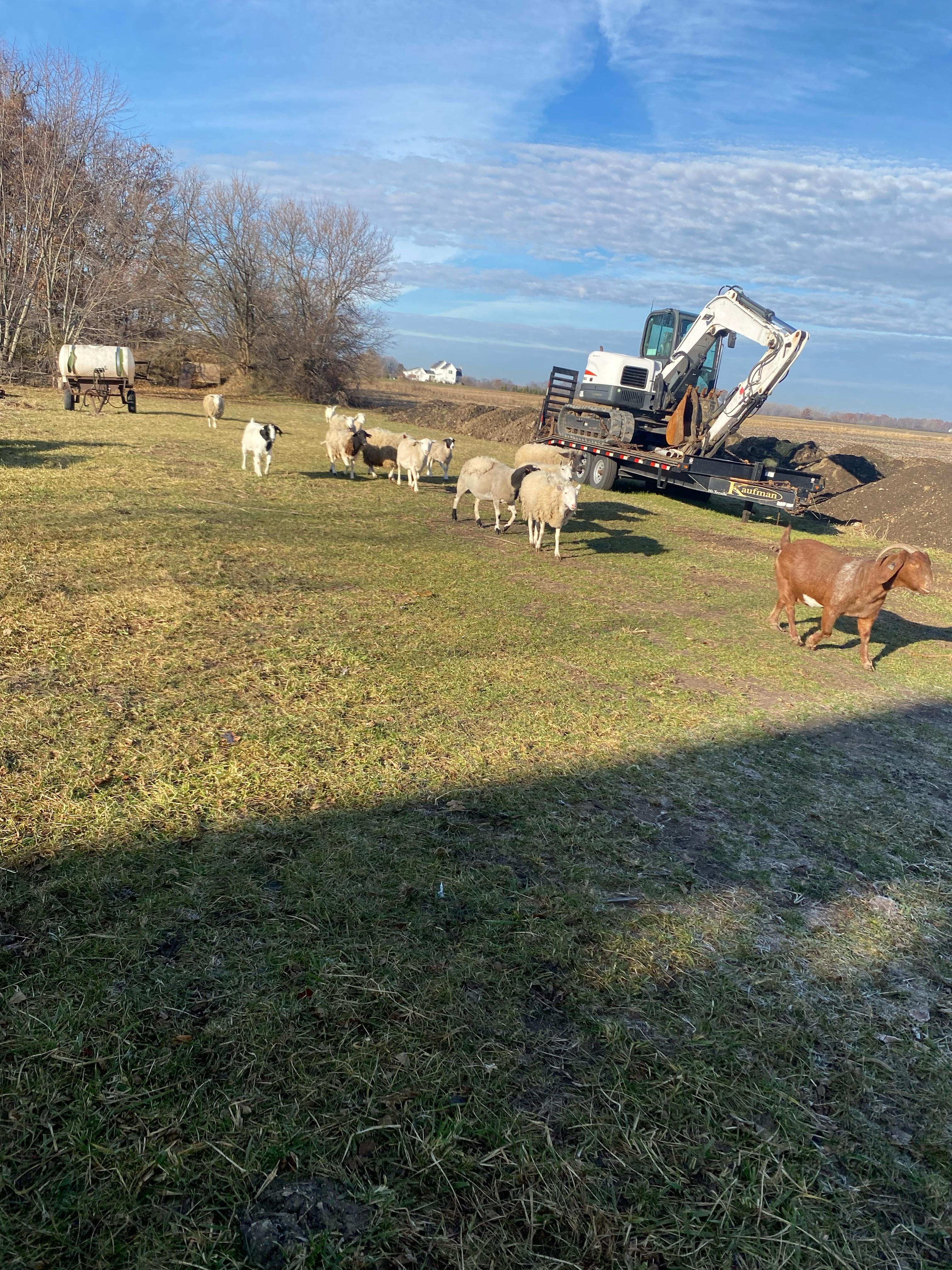 Support The Happy Lamb Family Farm campaign photo, 2 of 8