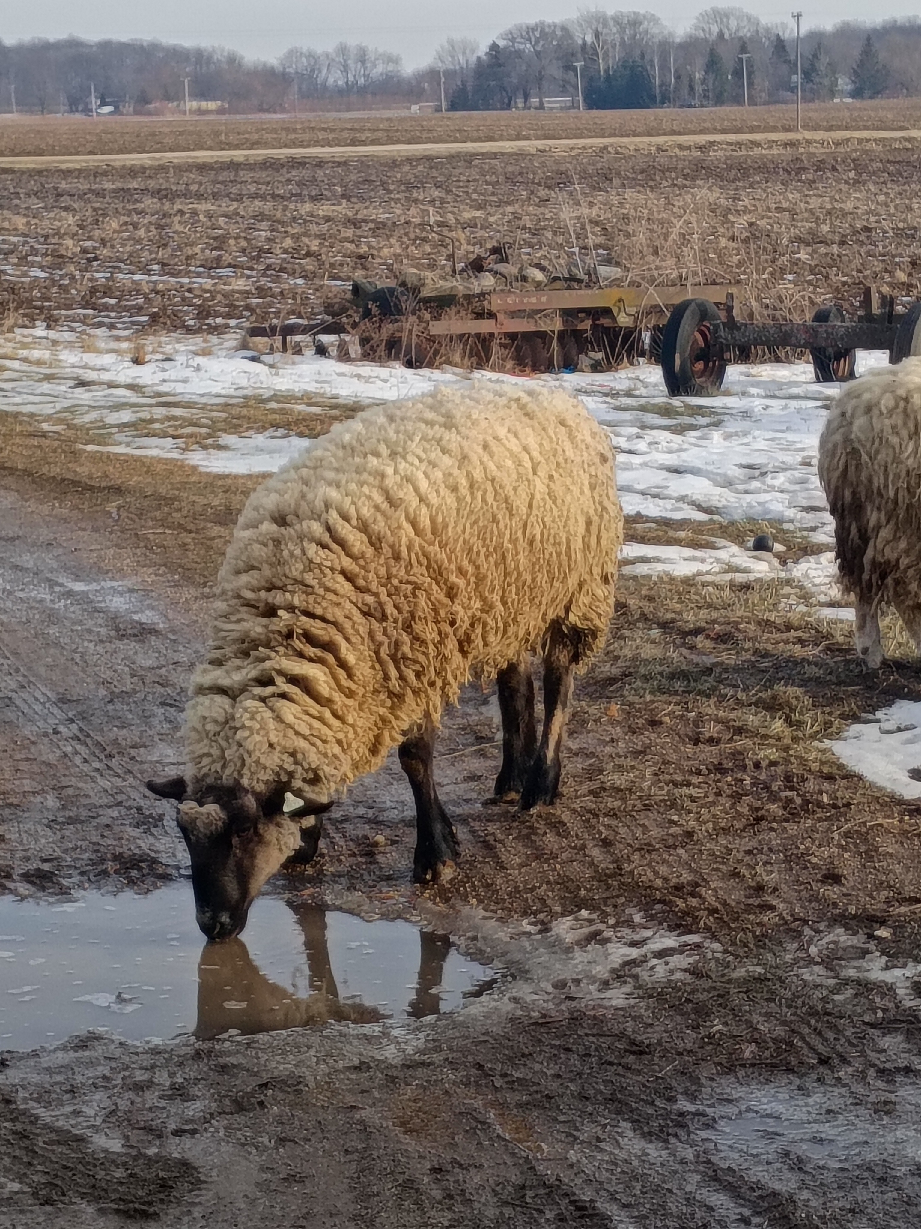 Support The Happy Lamb Family Farm campaign photo, 4 of 8