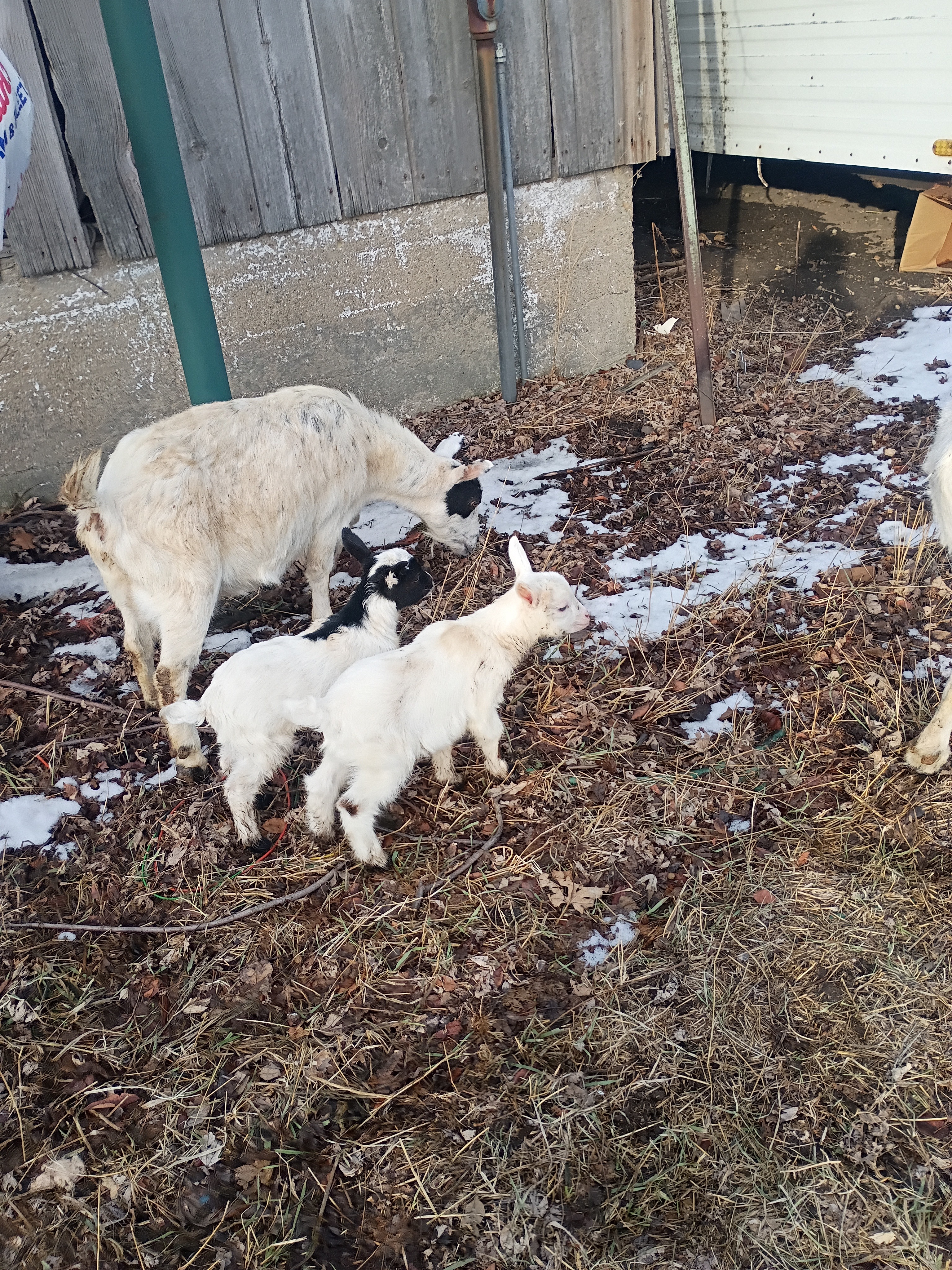 Support The Happy Lamb Family Farm campaign photo, 5 of 8