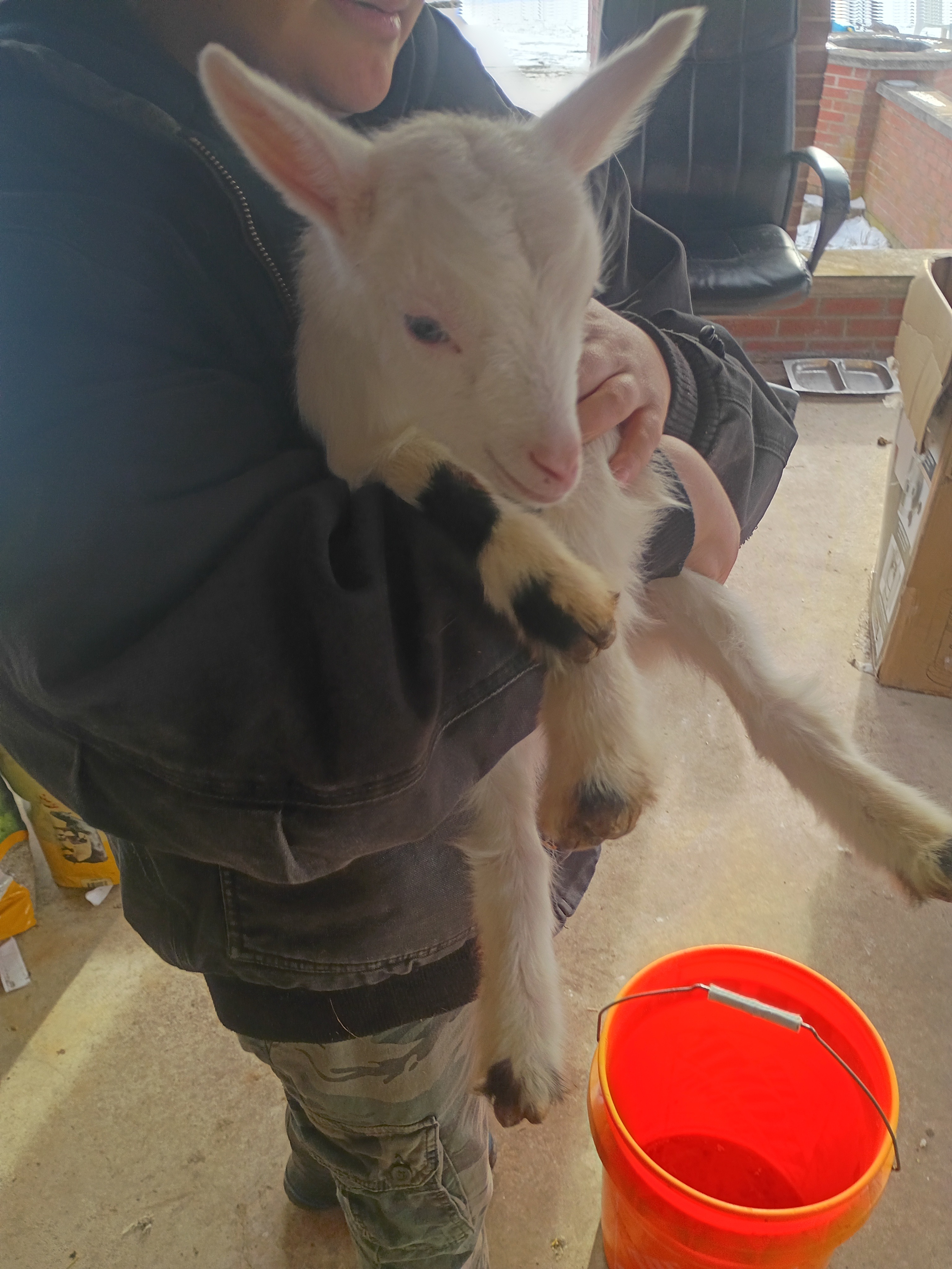 Support The Happy Lamb Family Farm campaign photo, 6 of 8