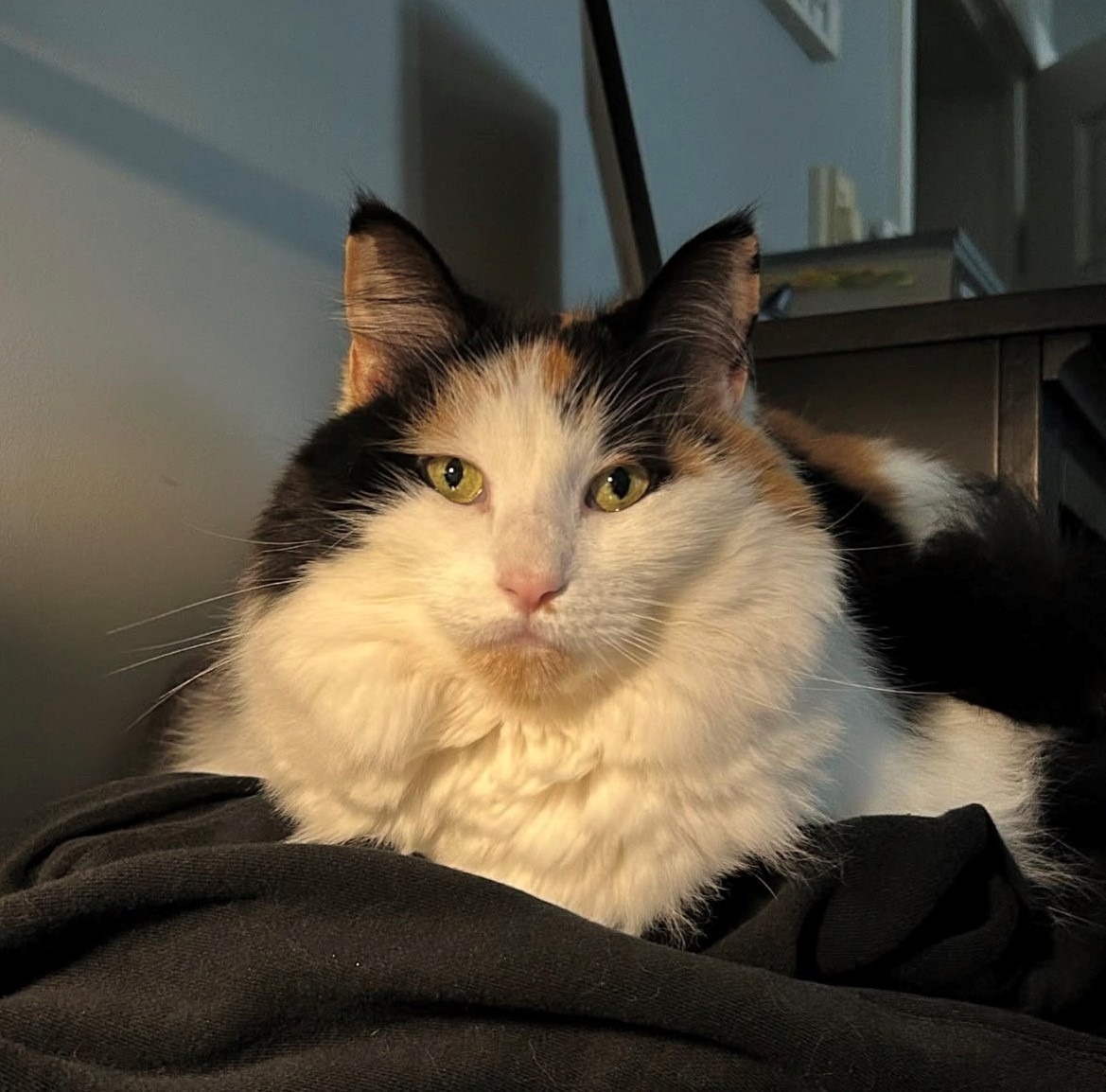 Help save Luna campaign photo, 6 of 7