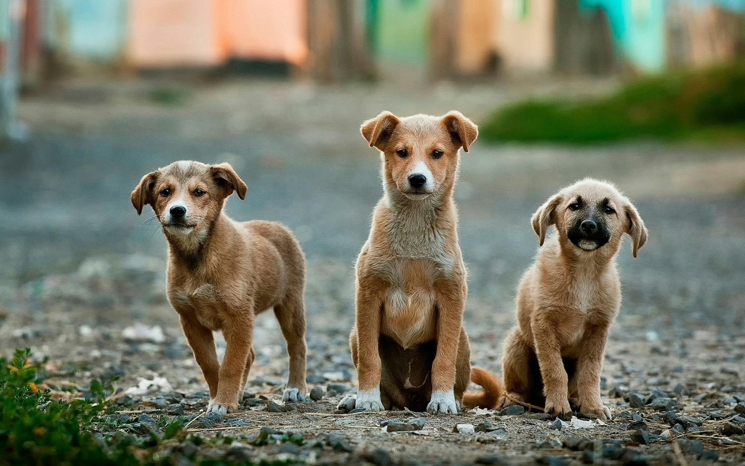 Starting the New Year by Giving Back – Stray Dogs Center UAE campaign photo, 7 of 8