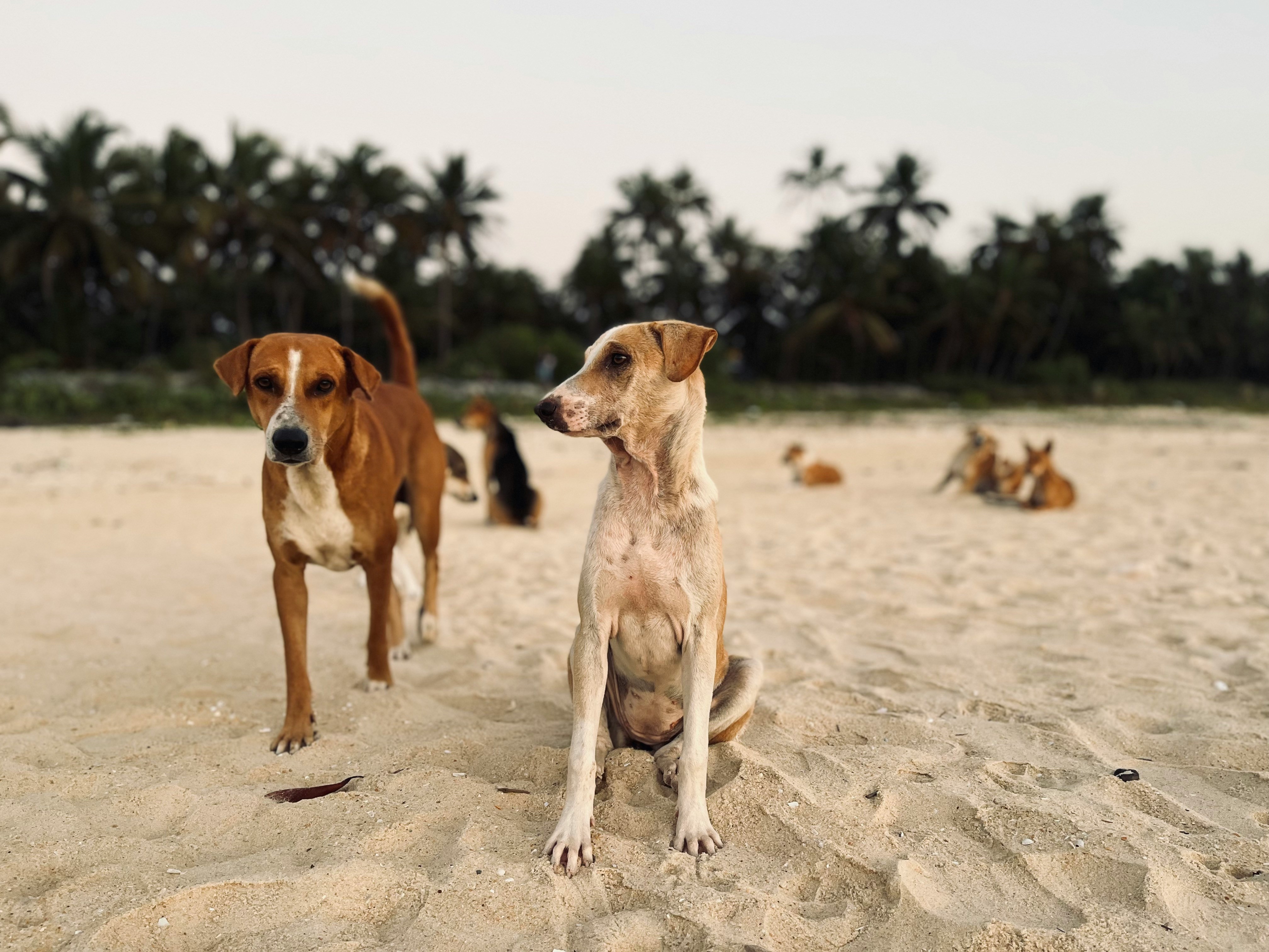 Starting the New Year by Giving Back – Stray Dogs Center UAE campaign photo, 2 of 8