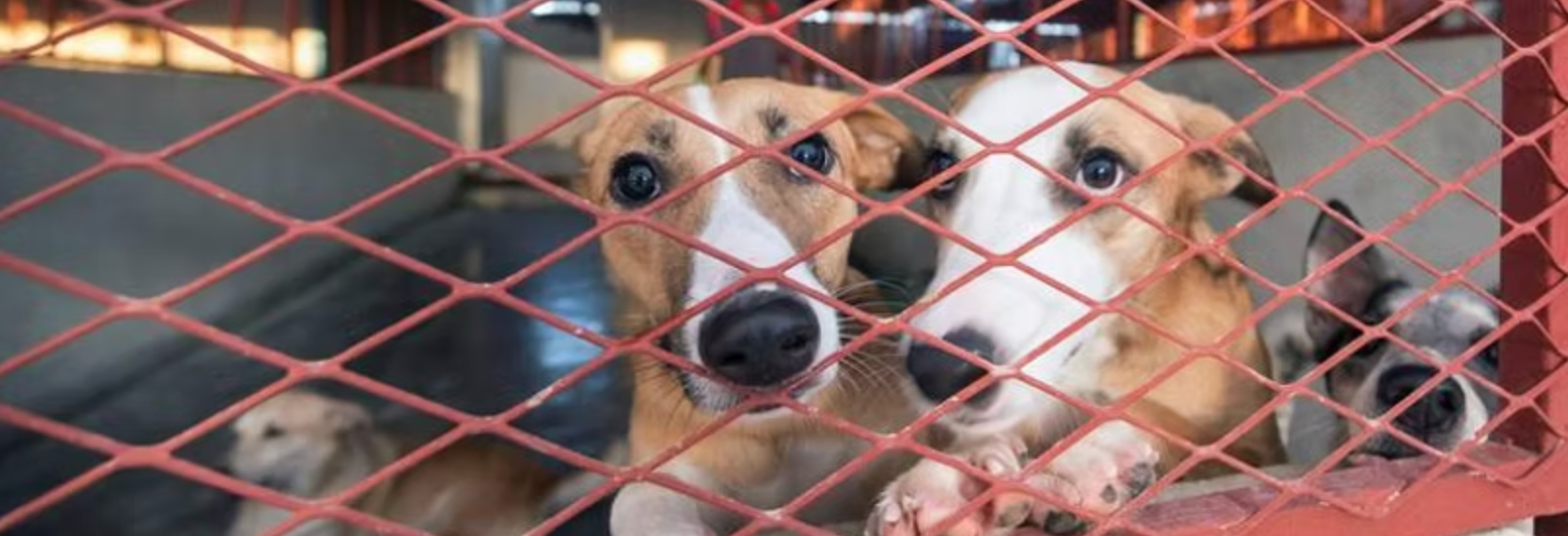 Starting the New Year by Giving Back – Stray Dogs Center UAE campaign photo, 4 of 8