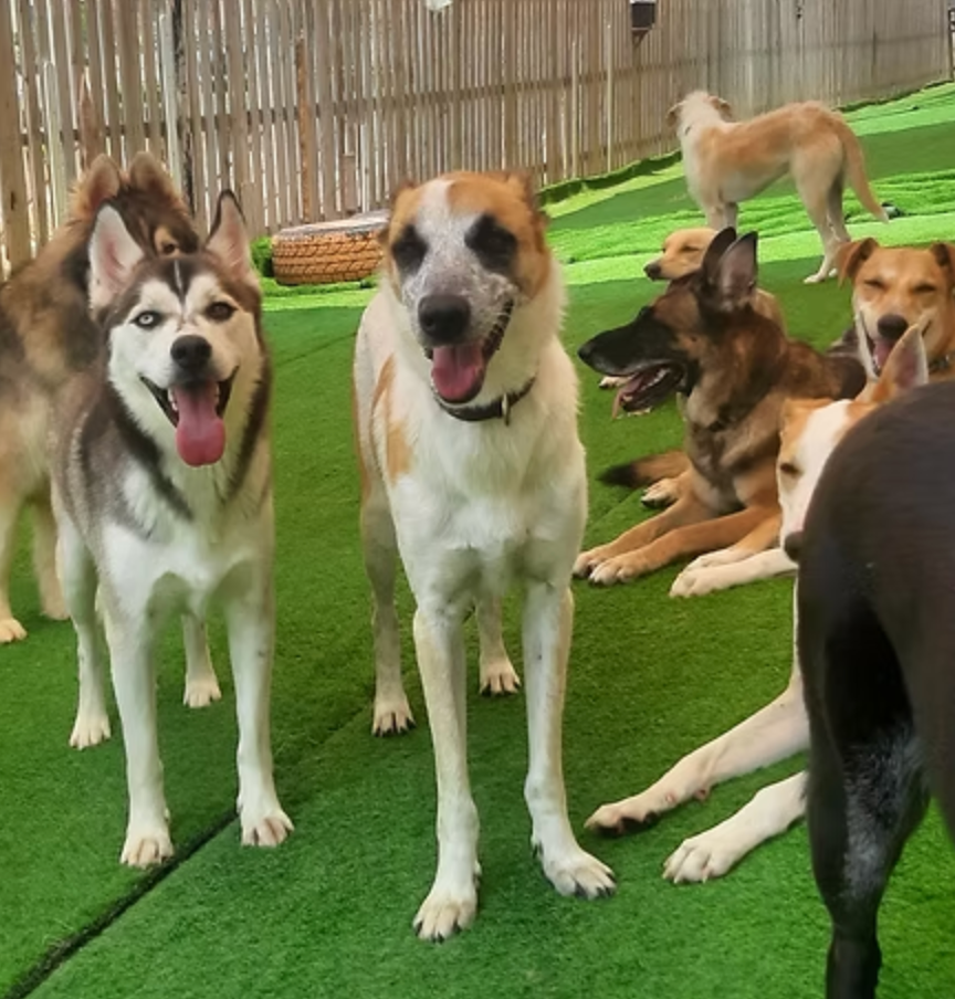 Starting the New Year by Giving Back – Stray Dogs Center UAE campaign photo, 5 of 8