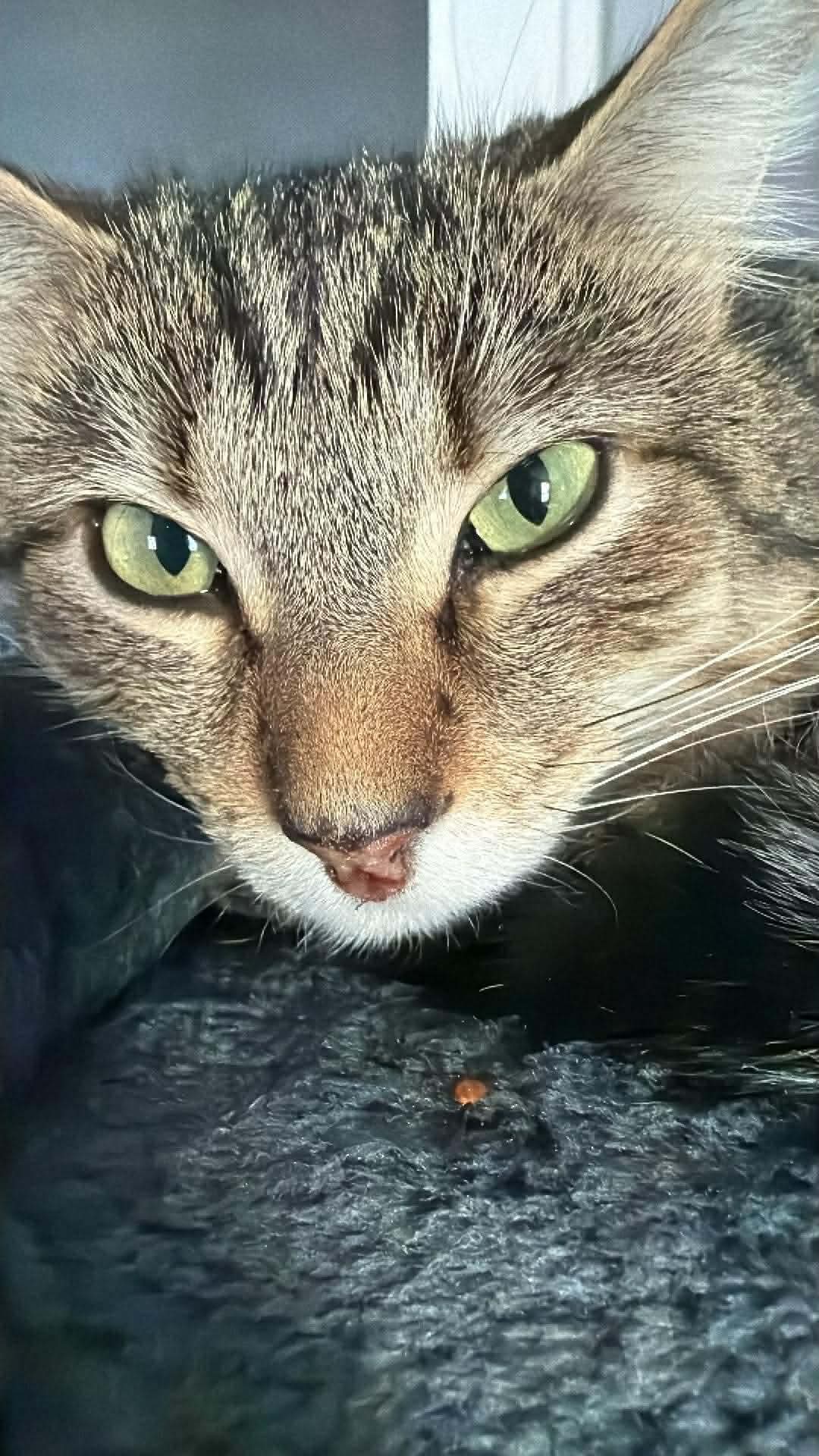 Picture of Fundraiser by kyra patch : Help Taz & Friends Fight Feline Leukemia