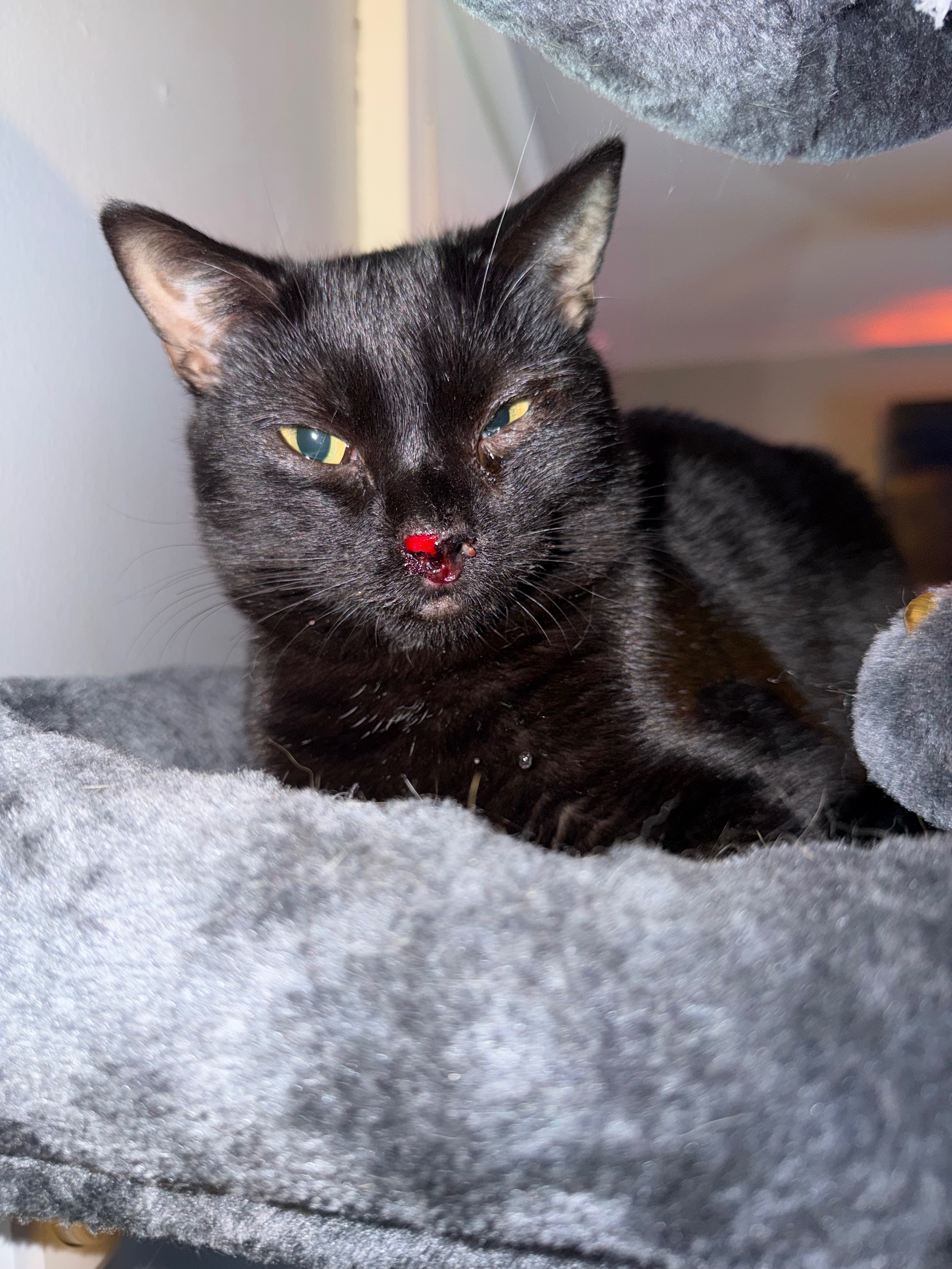 Help Taz & Friends Fight Feline Leukemia campaign photo, 2 of 6