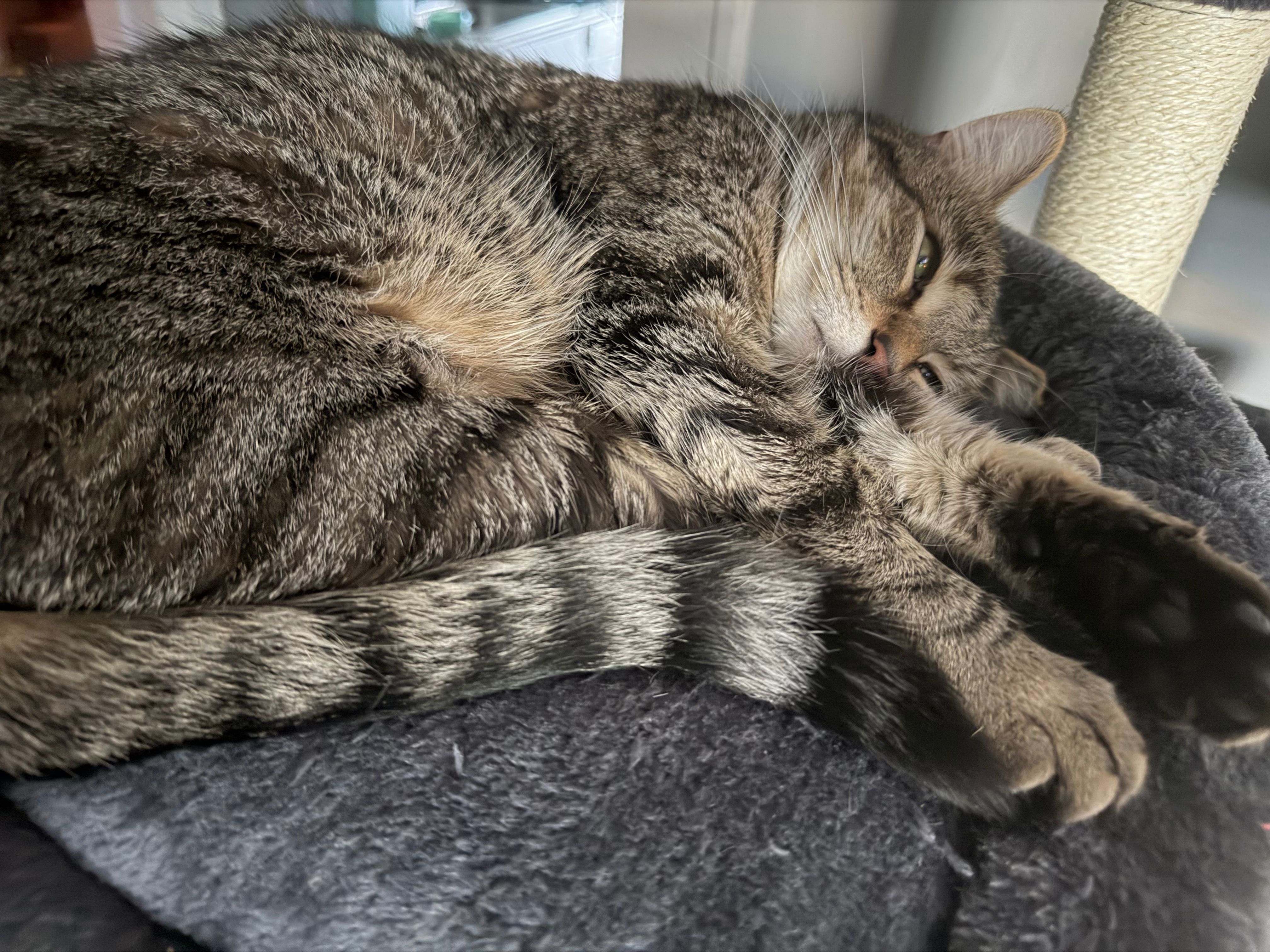 Help Taz & Friends Fight Feline Leukemia campaign photo, 4 of 6