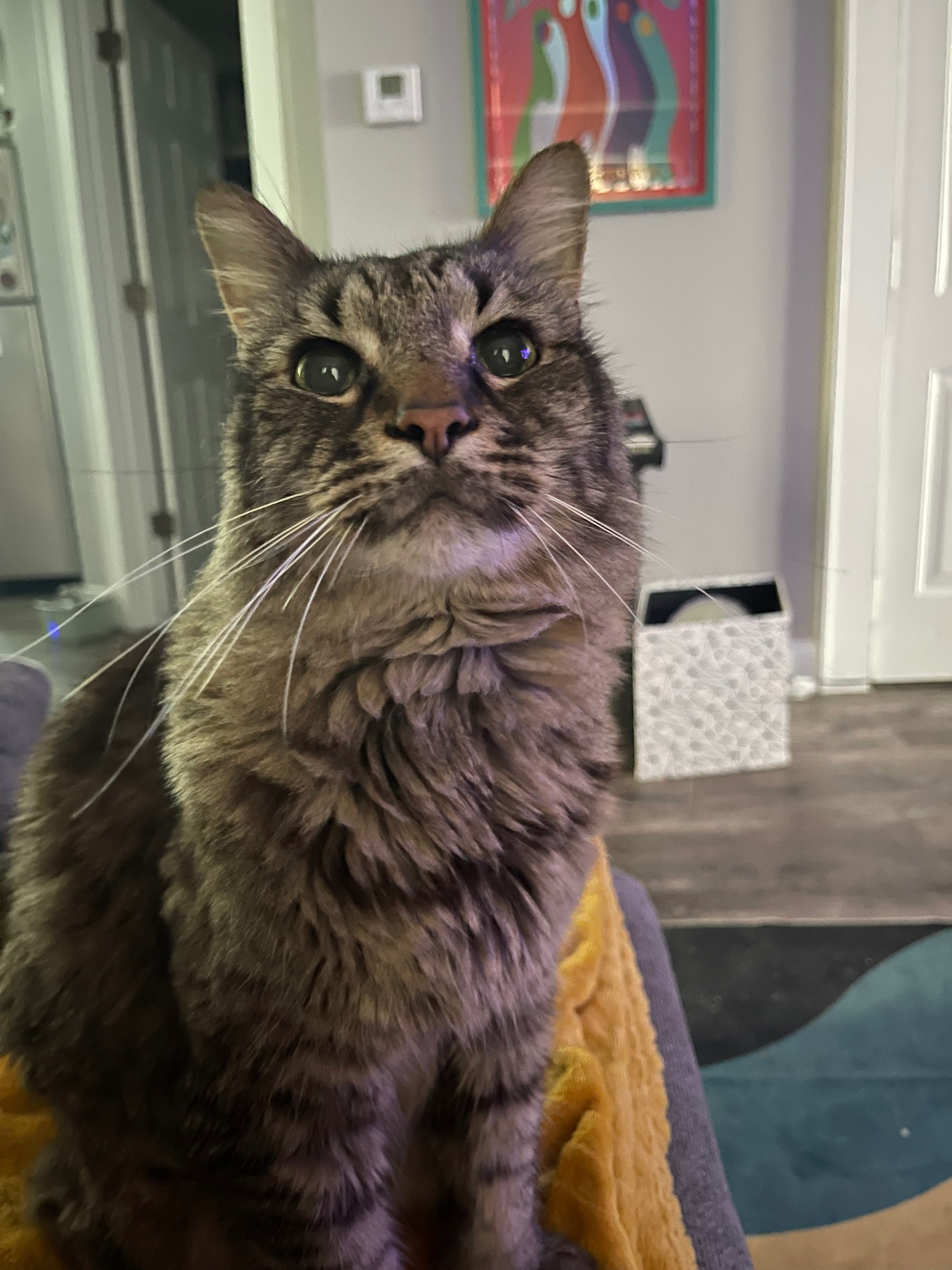 Help Zissou Beat Cancer and Thrive Again campaign photo, 6 of 7