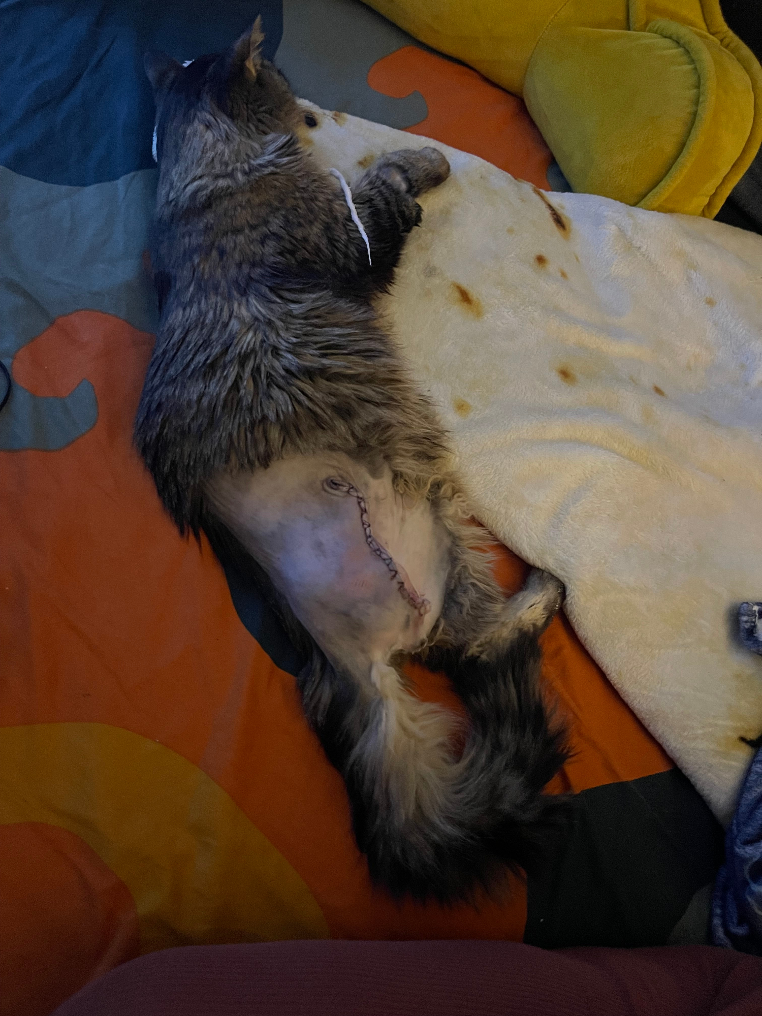 Help Zissou Beat Cancer and Thrive Again campaign photo, 5 of 7