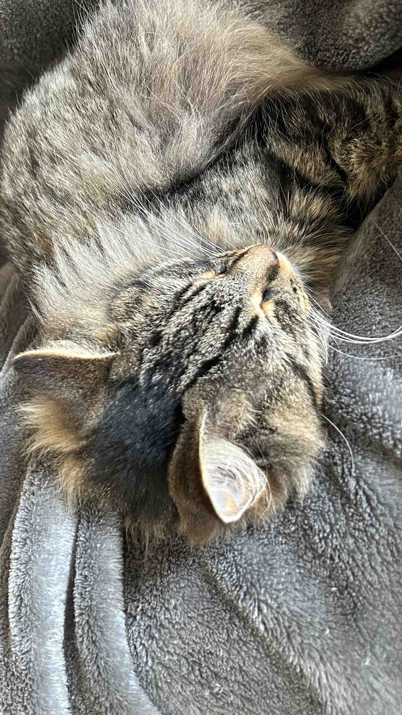 Support Ongoing Care for Community Cats photo