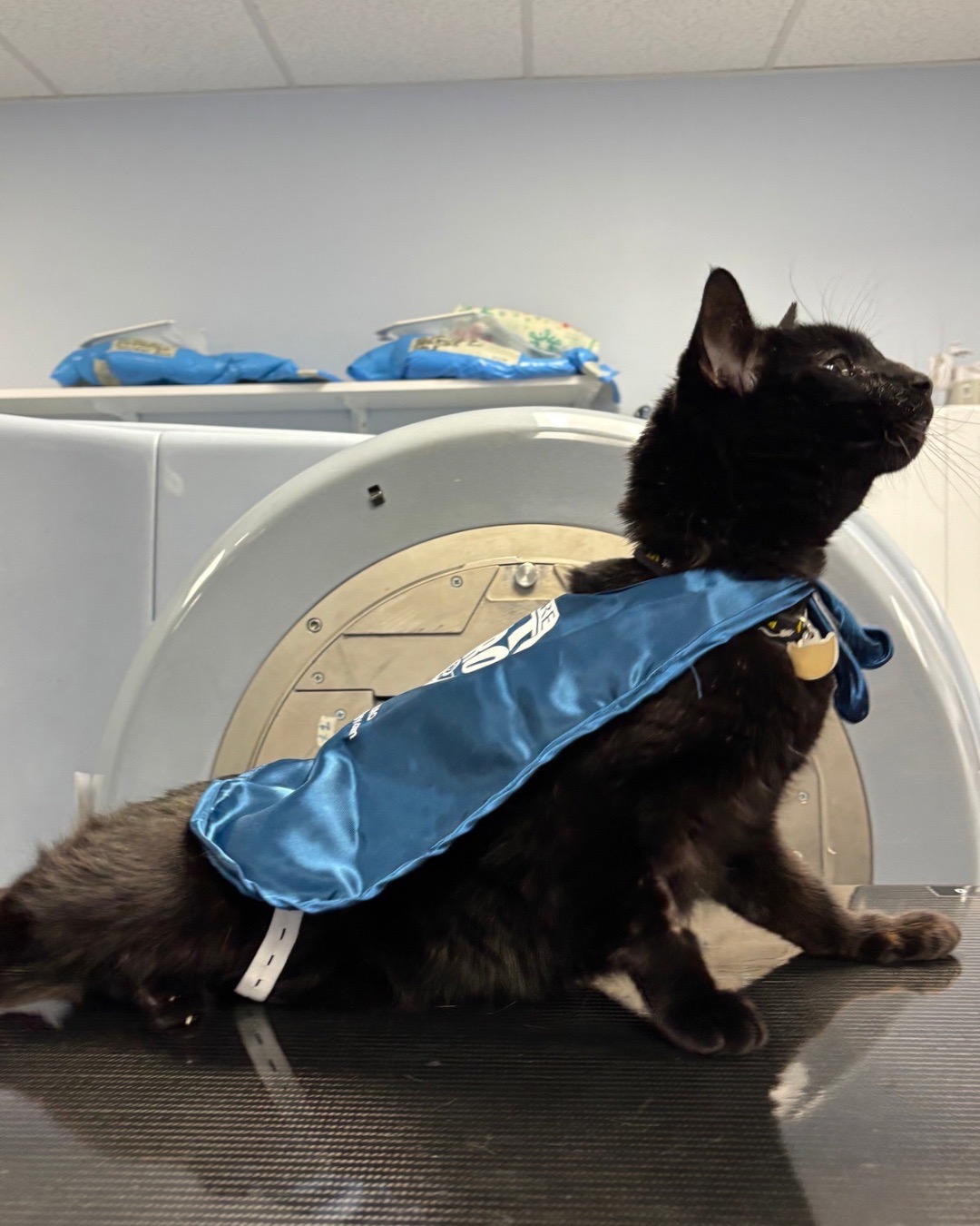 Support Four, Our Brave Miracle Cat campaign photo, 7 of 8