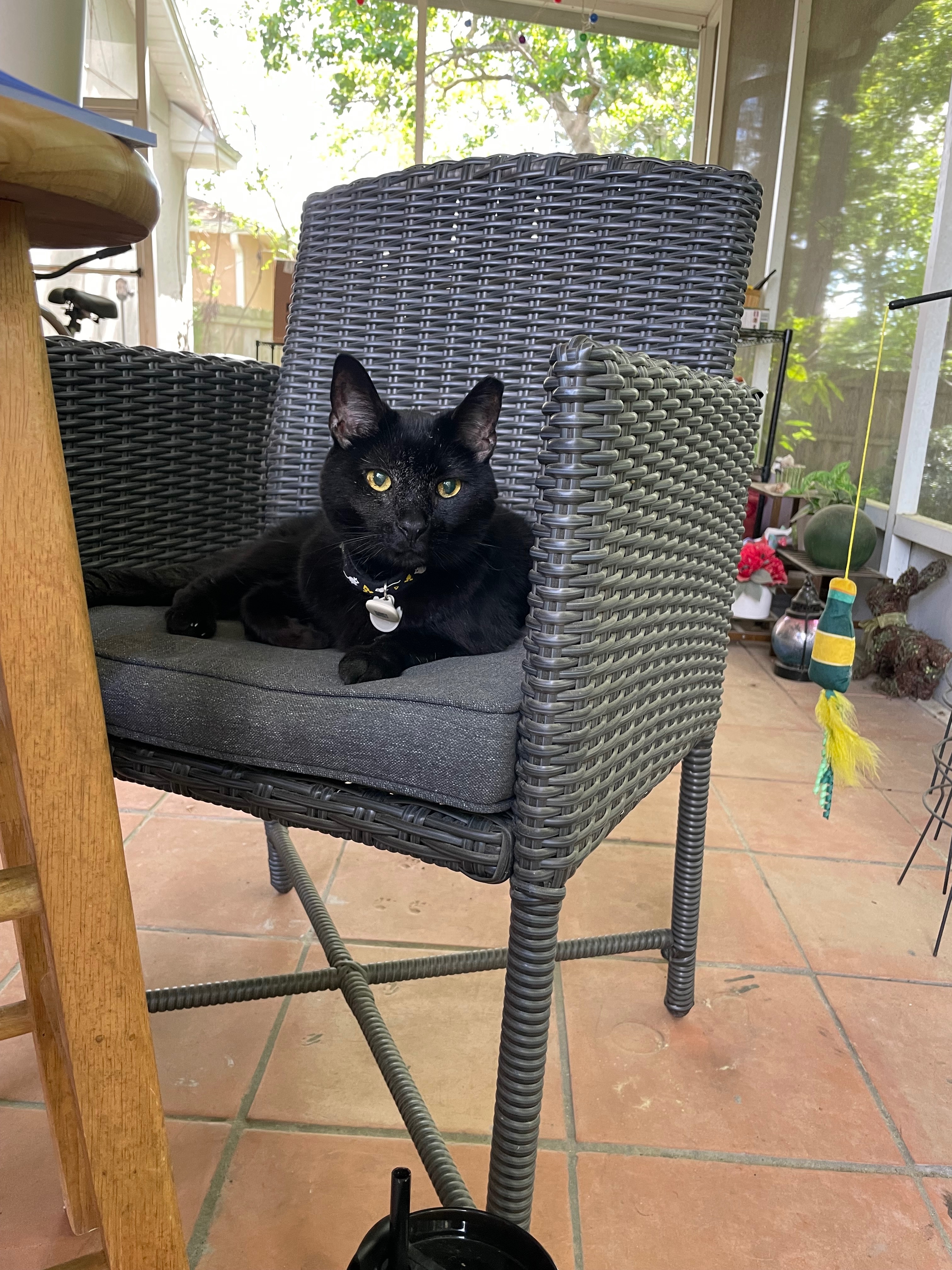 Support Four, Our Brave Miracle Cat campaign photo, 2 of 8