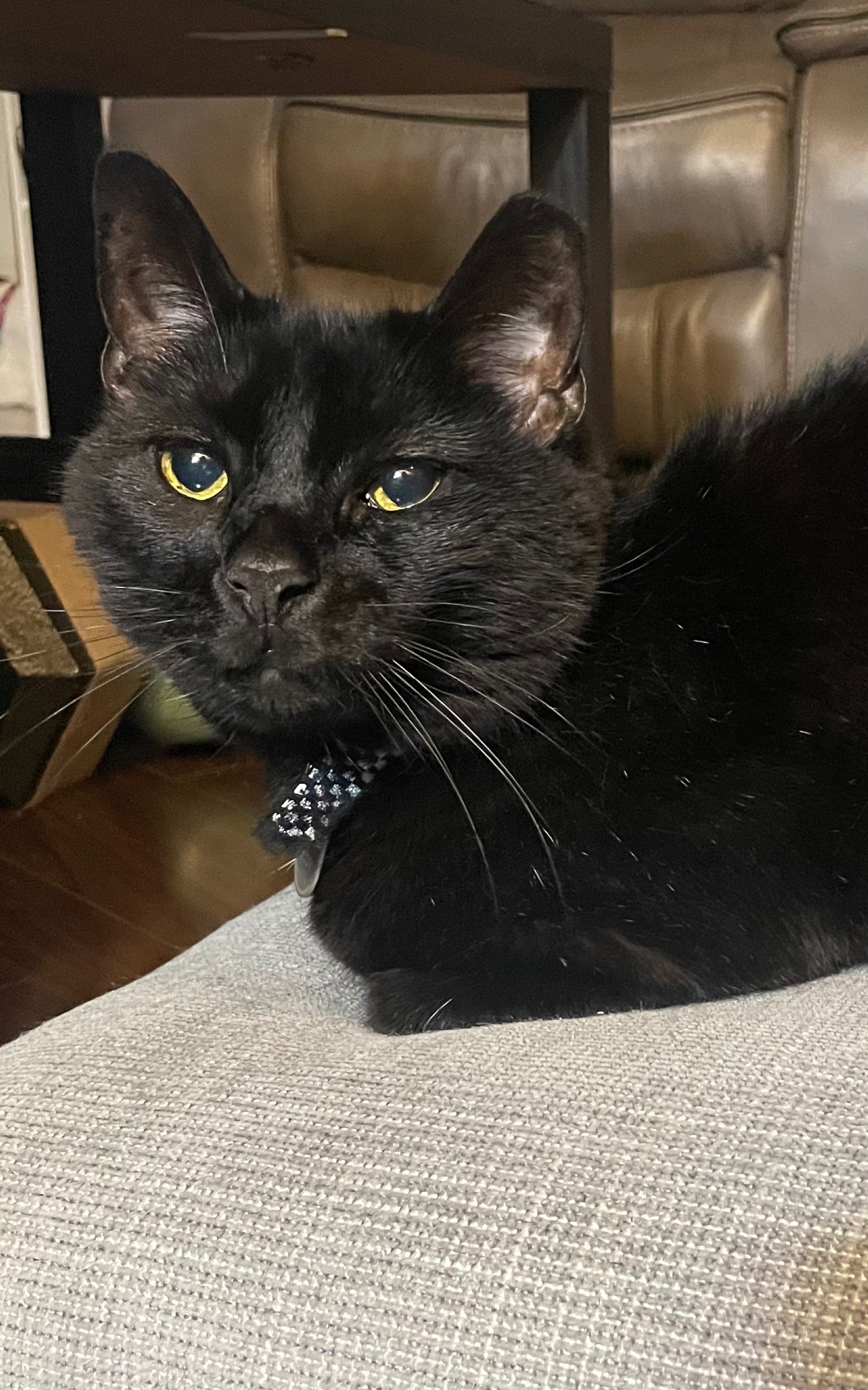 Support Four, Our Brave Miracle Cat campaign photo, 5 of 8