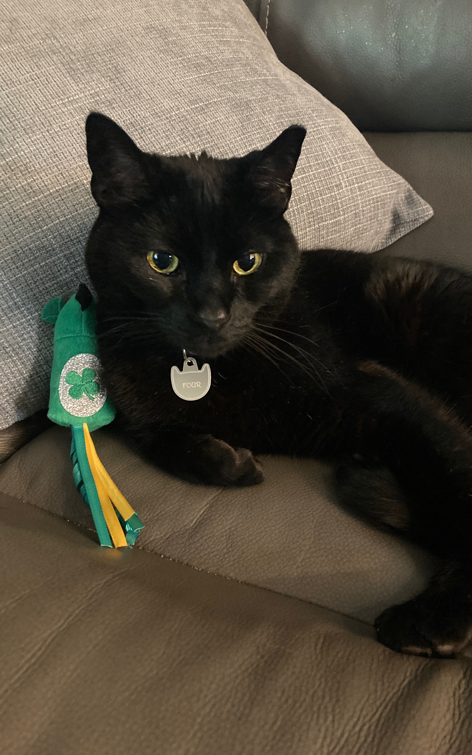 Support Four, Our Brave Miracle Cat campaign photo, 4 of 8