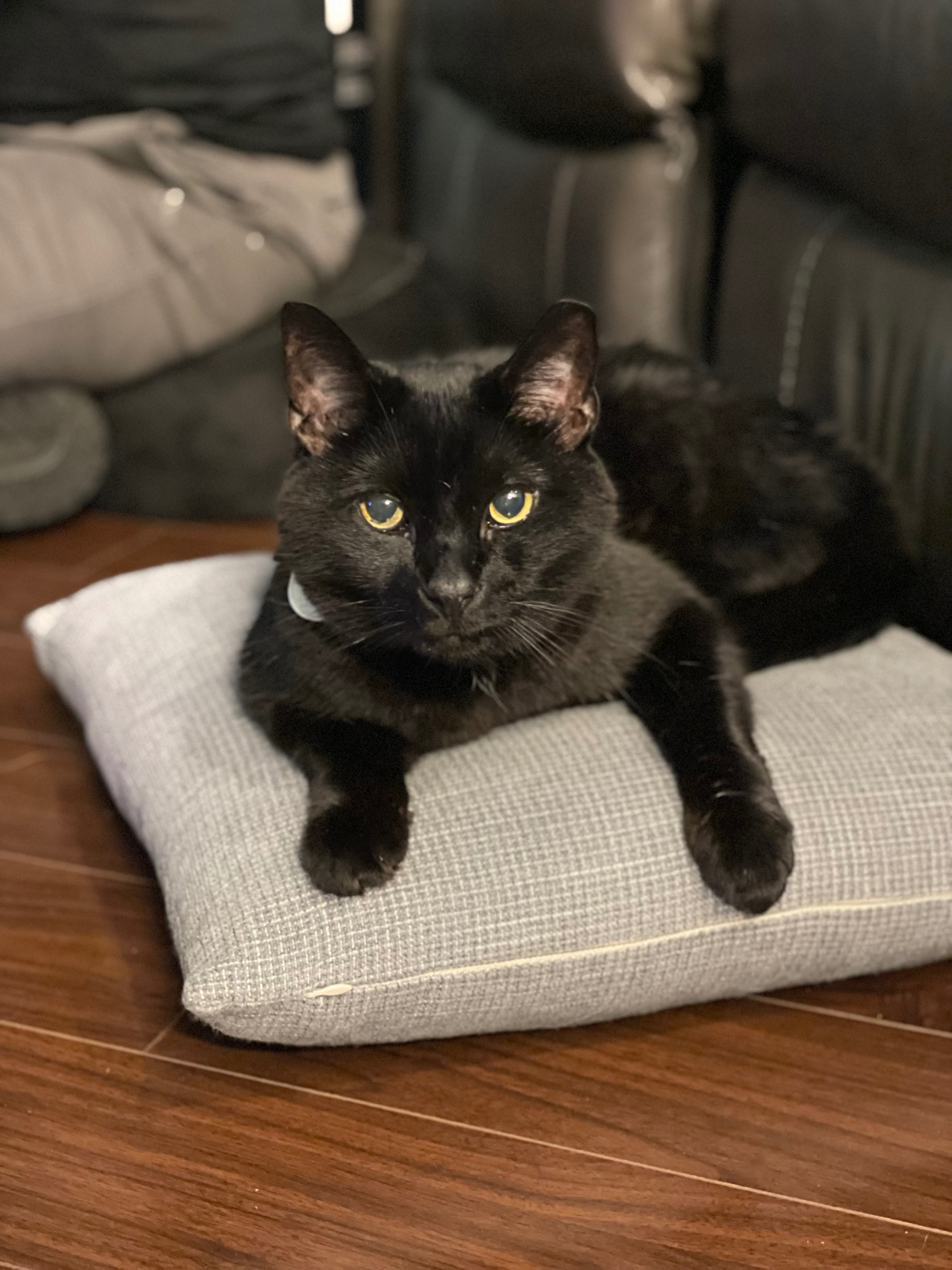 Support Four, Our Brave Miracle Cat campaign photo, 6 of 8