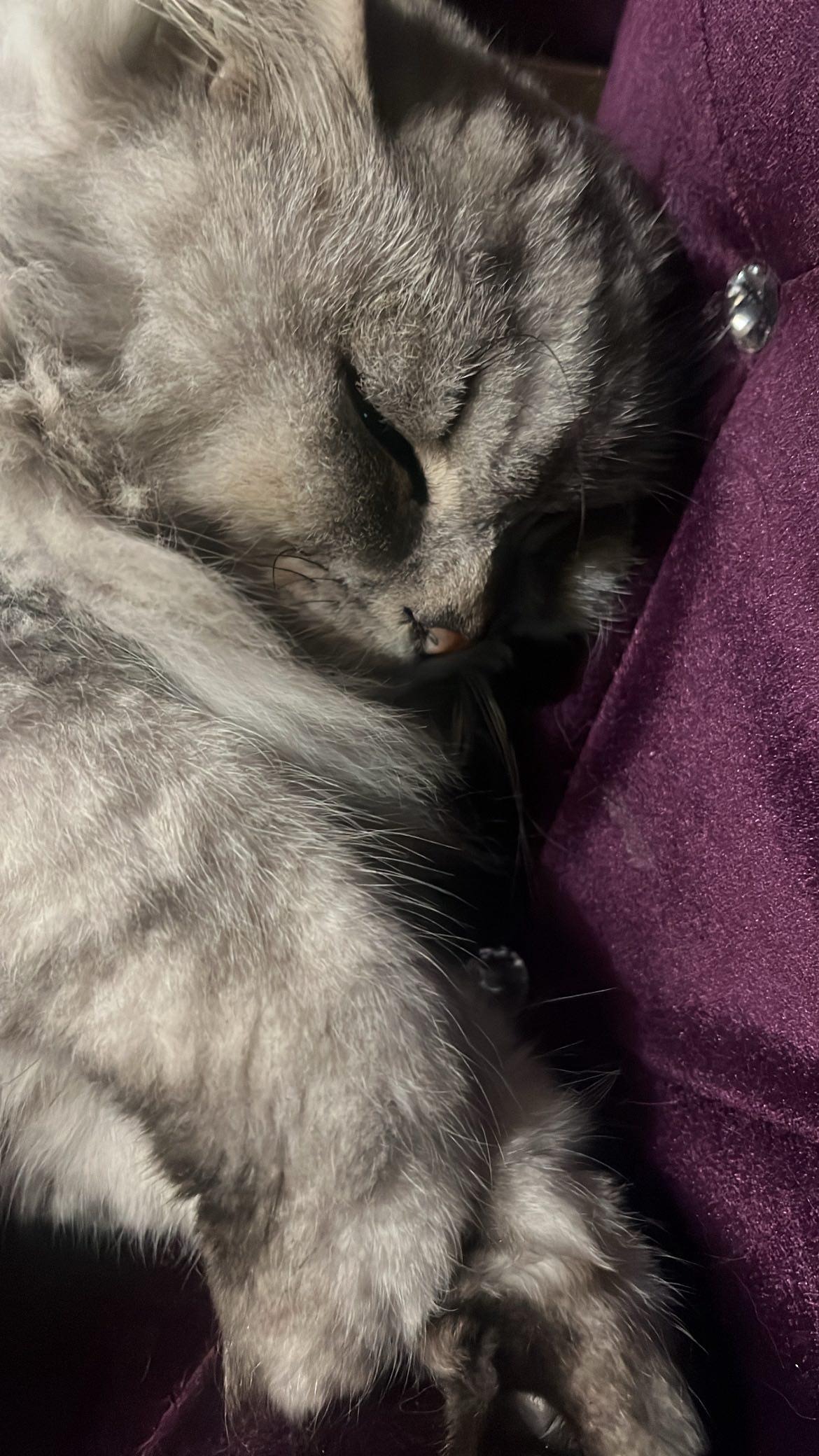 My friends cat to get the vet treatment for his broken leg campaign photo, 2 of 4