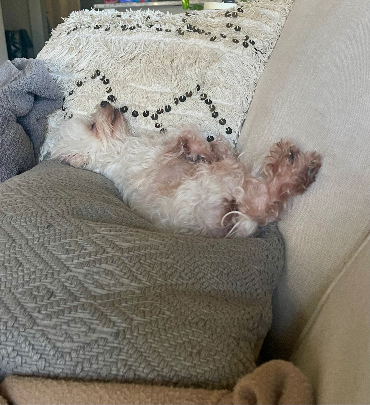 Help Roxy Recover After Emergency Surgery campaign photo, 6 of 7