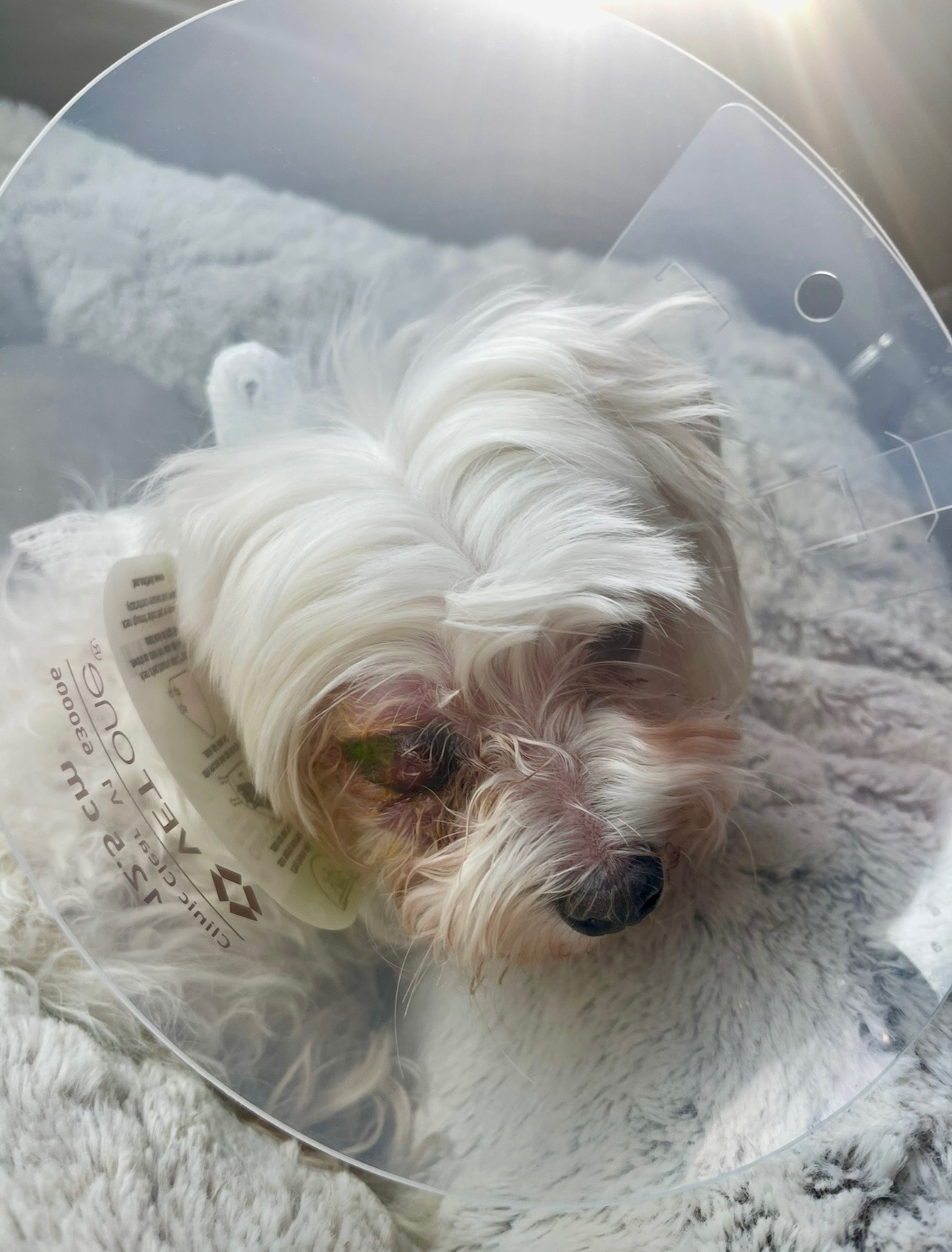 Help Roxy Recover After Emergency Surgery campaign photo, 2 of 7