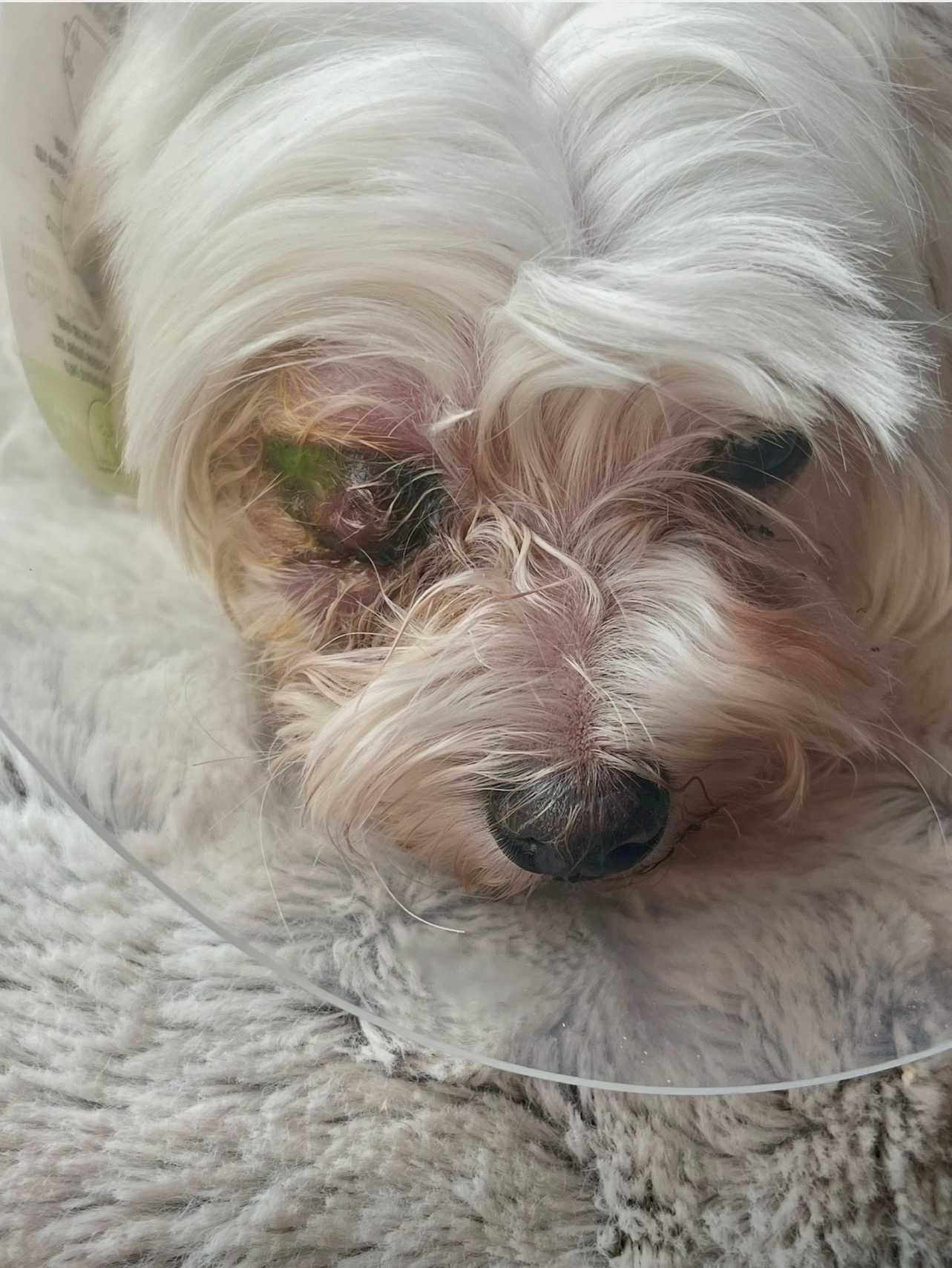 Help Roxy Recover After Emergency Surgery campaign photo, 4 of 7