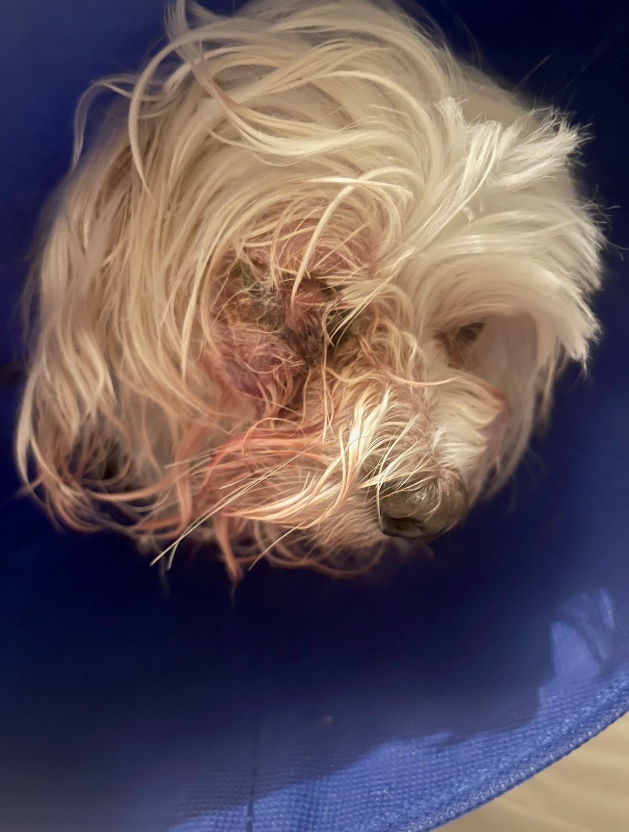 Help Roxy Recover After Emergency Surgery campaign photo, 5 of 7
